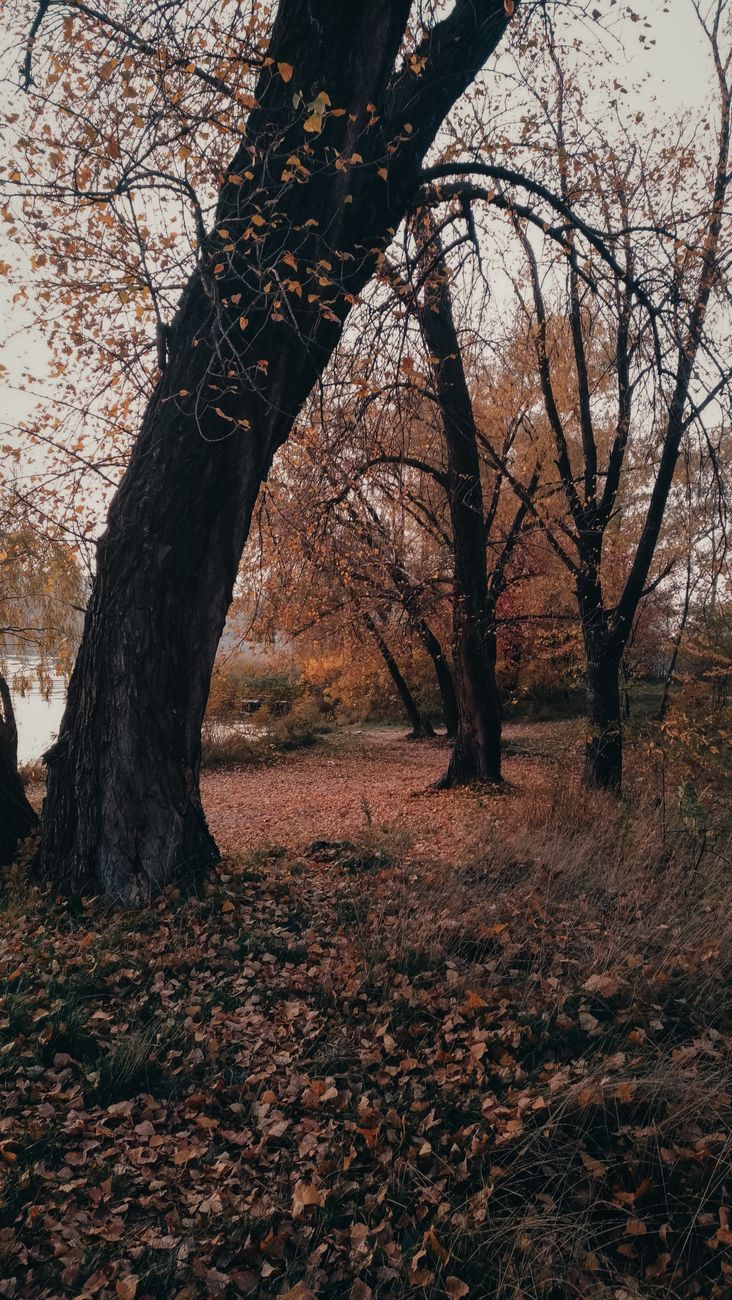Serene autumn park scene with trees and fallen leaves, capturing the essence of fall.