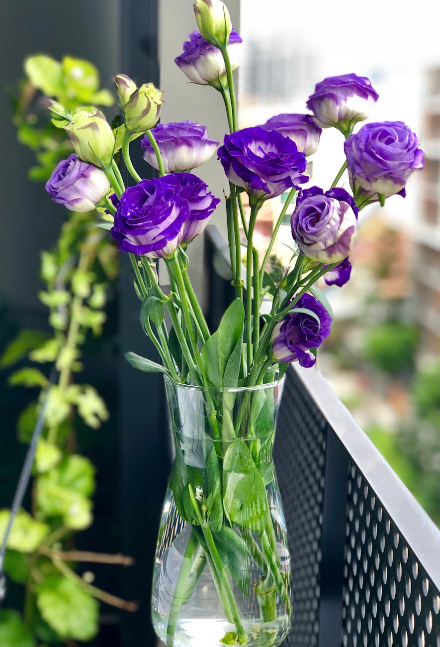 Vibrant purple lisianthus flowers bloom beautifully in a glass vase on an urban balcony.
