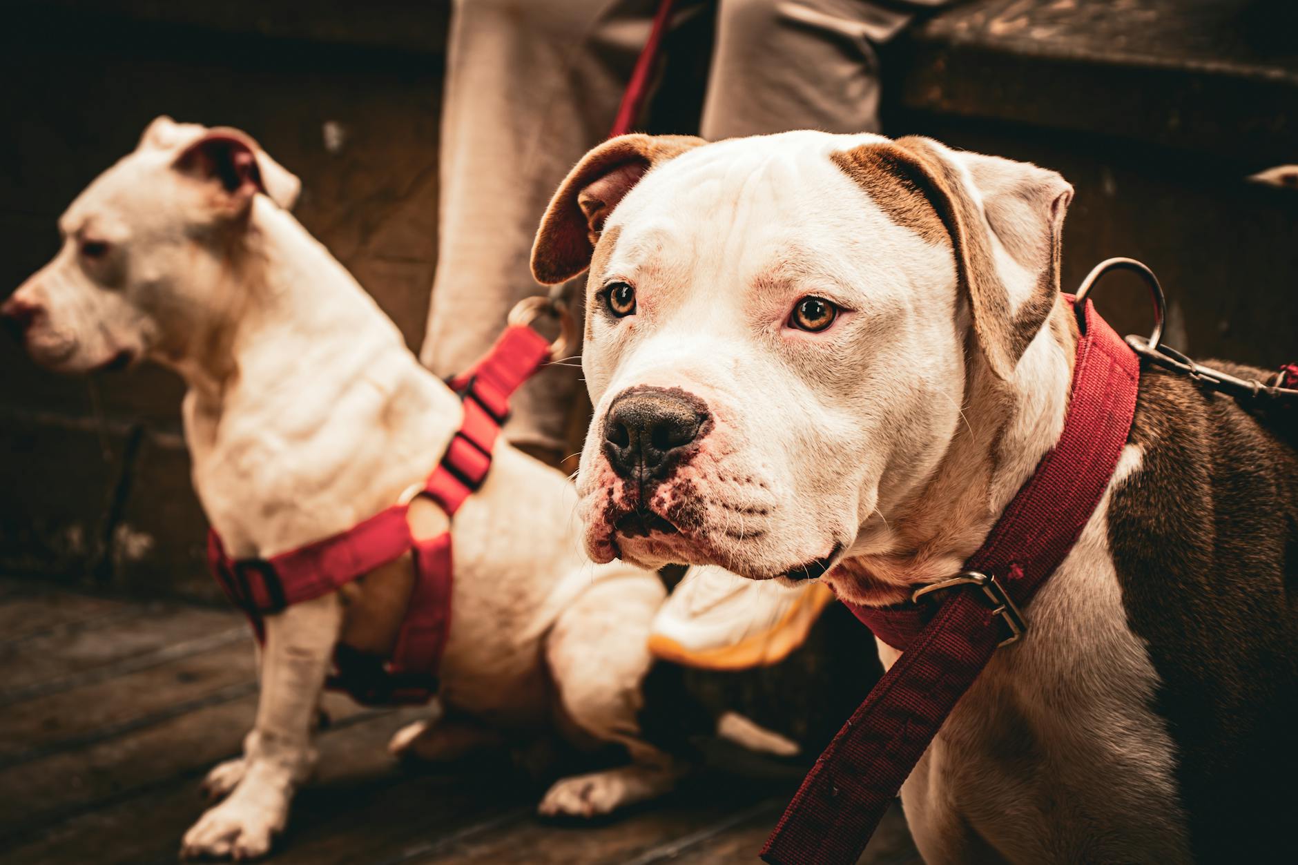 Two American Bulldogs with red harnesses outdoors in Barranco, Lima, Perú.