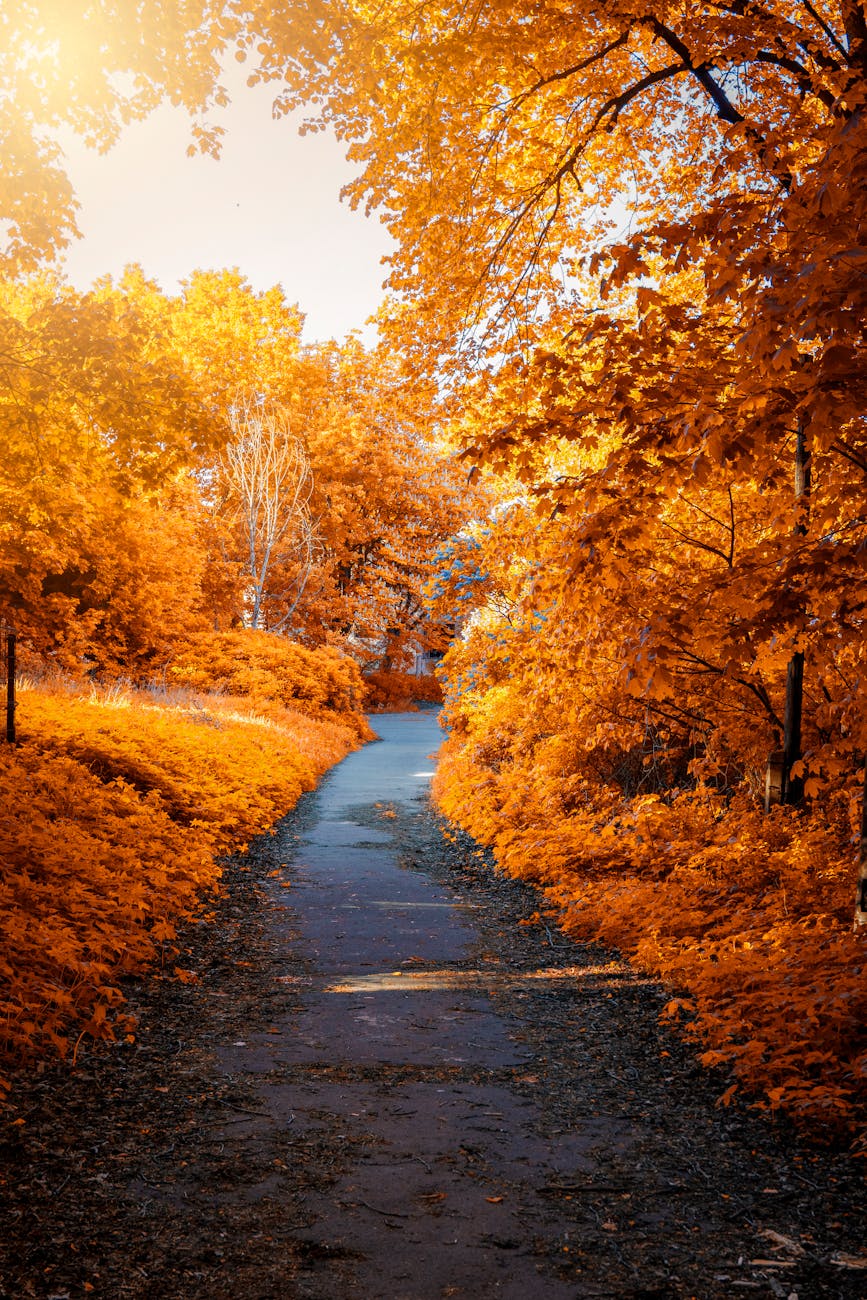 Stunning autumn scene with a pathway surrounded by vivid fall foliage, perfect for seasonal backgrounds.