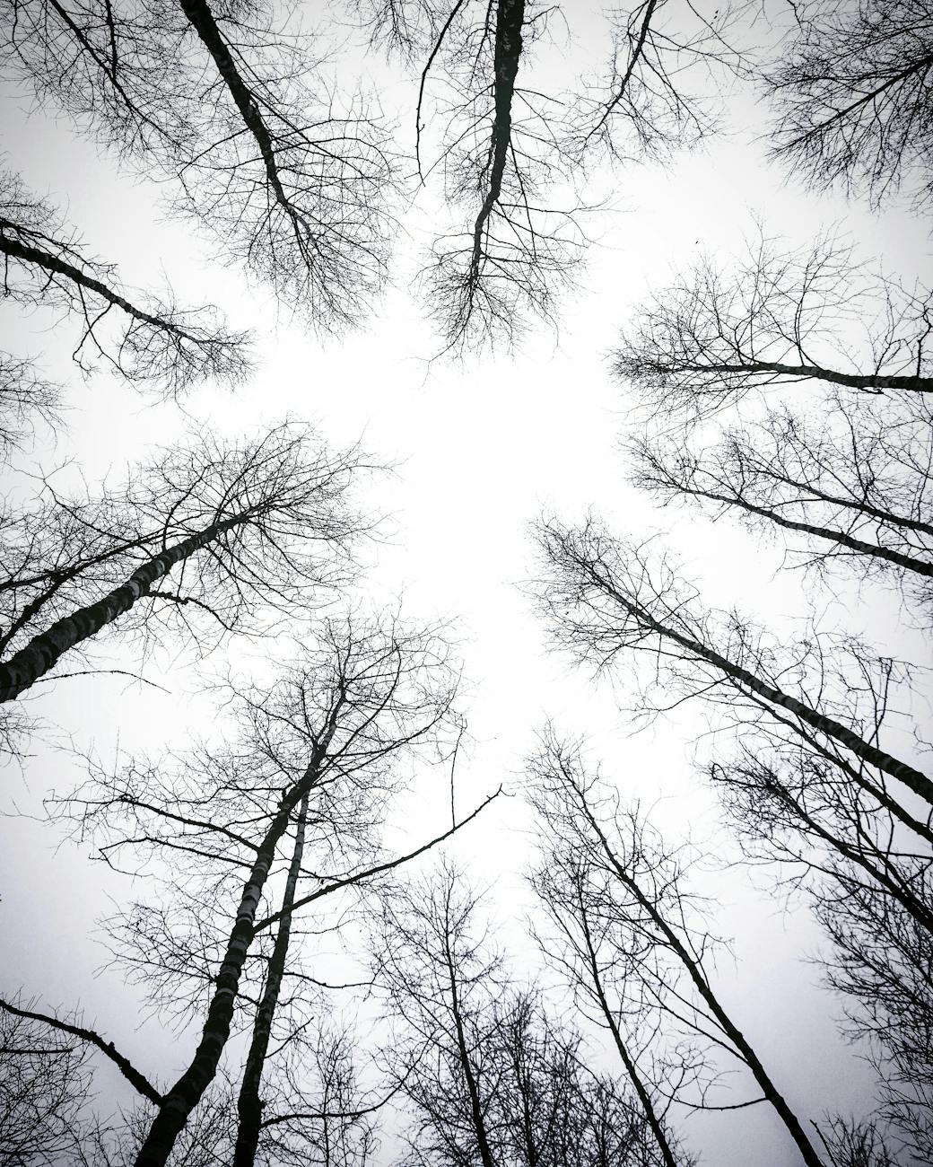 A striking upward view of leafless trees in winter, creating a dramatic silhouette.