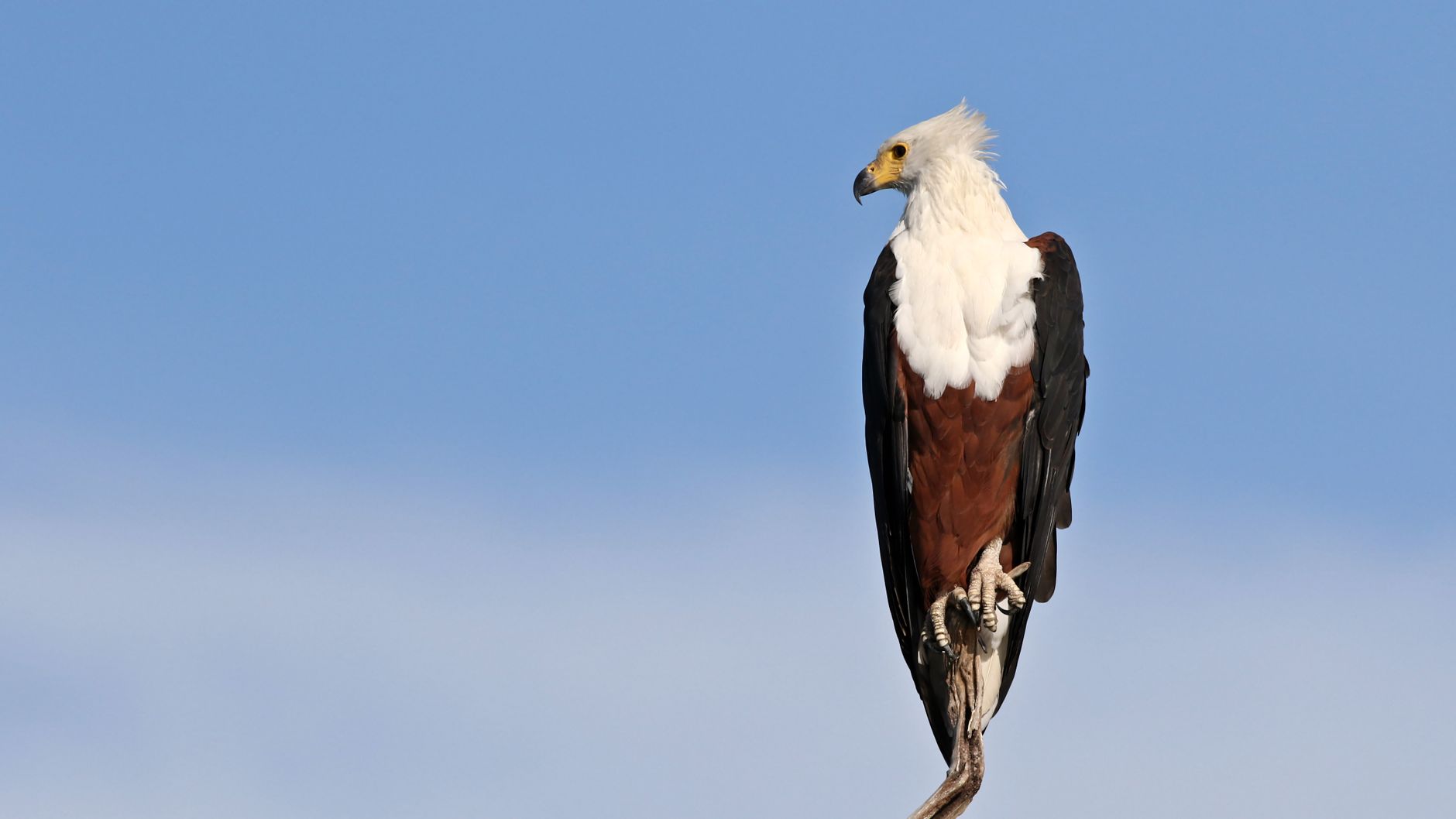 Close-up of African Fish Eagle perched with striking plumage against a clear blue sky.
