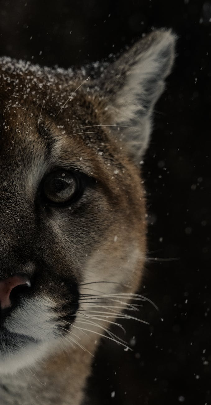 Intense close-up of a puma's face with fresh snowfall adds mystery.