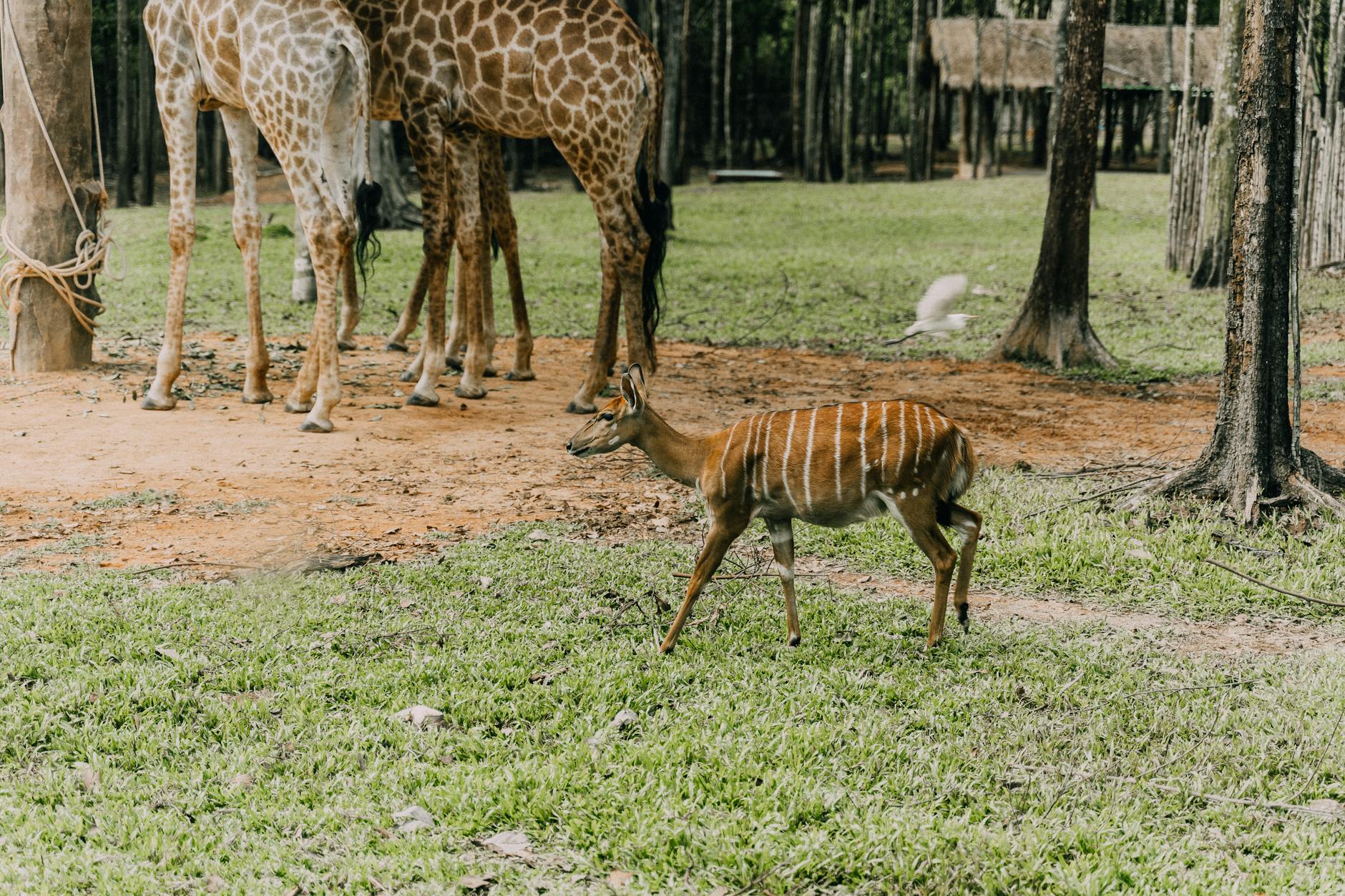 Nyala and giraffes roaming in a lush wildlife sanctuary.