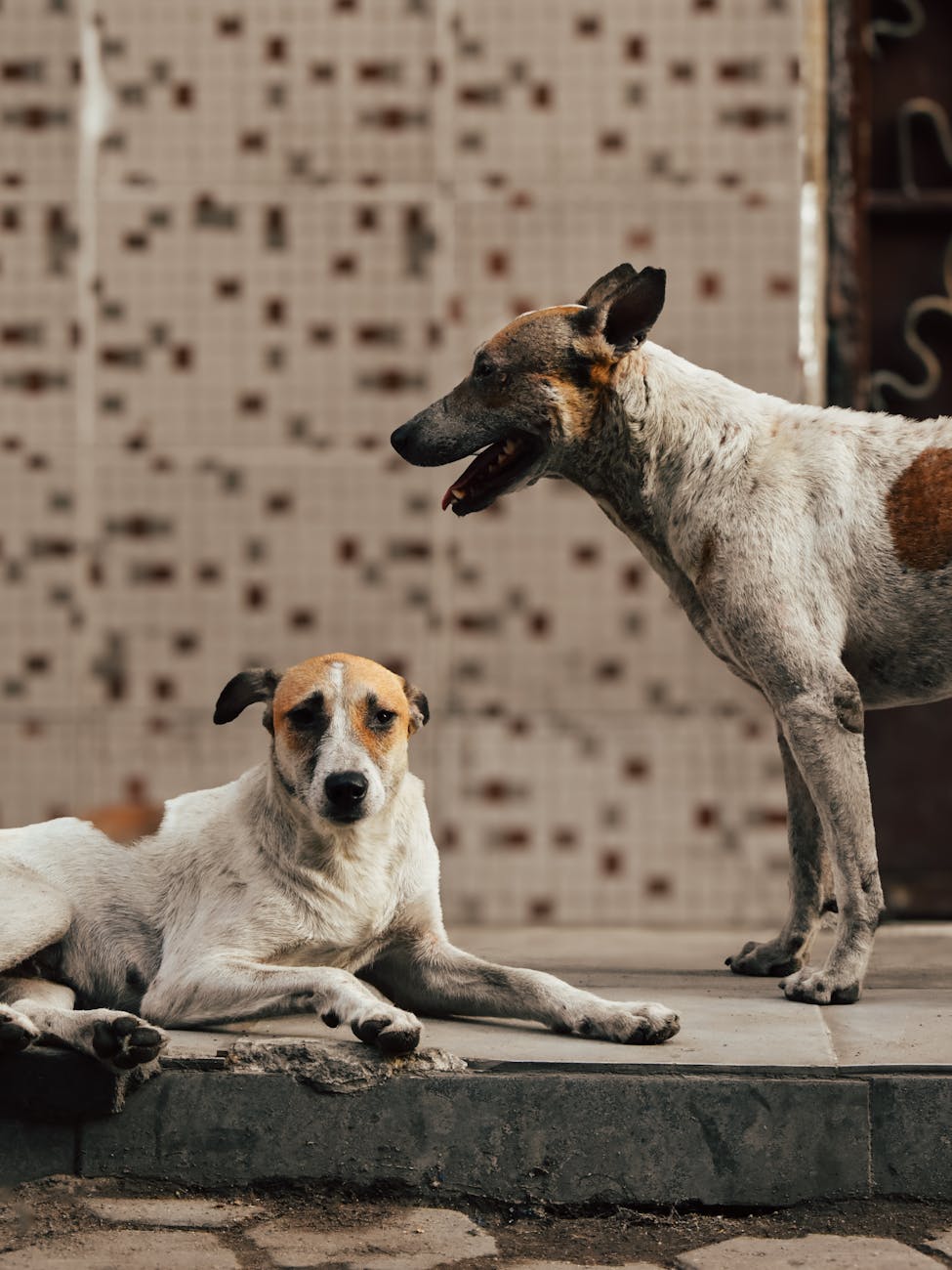 Two street dogs relaxing on pavement, one lying down, one standing, urban backdrop.