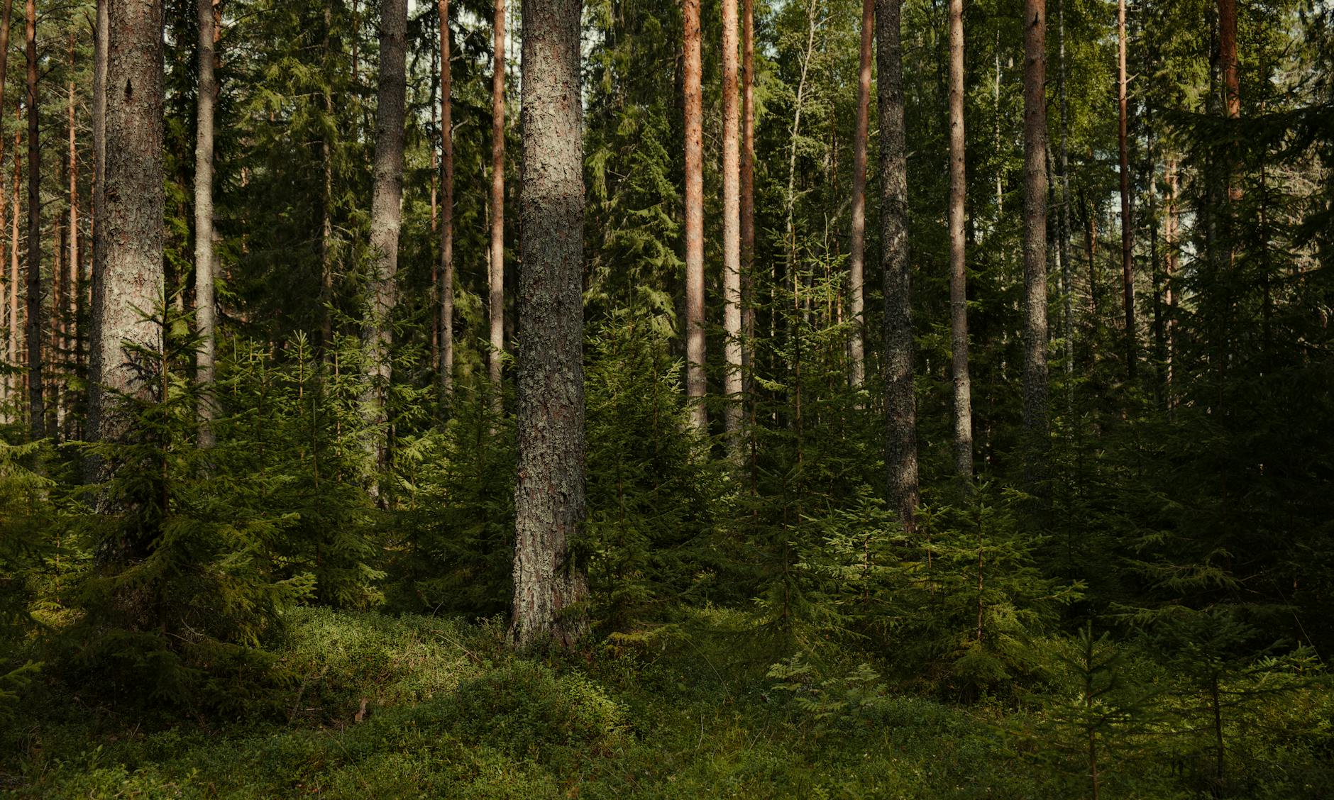 Dense coniferous forest featuring towering evergreens and rich undergrowth.