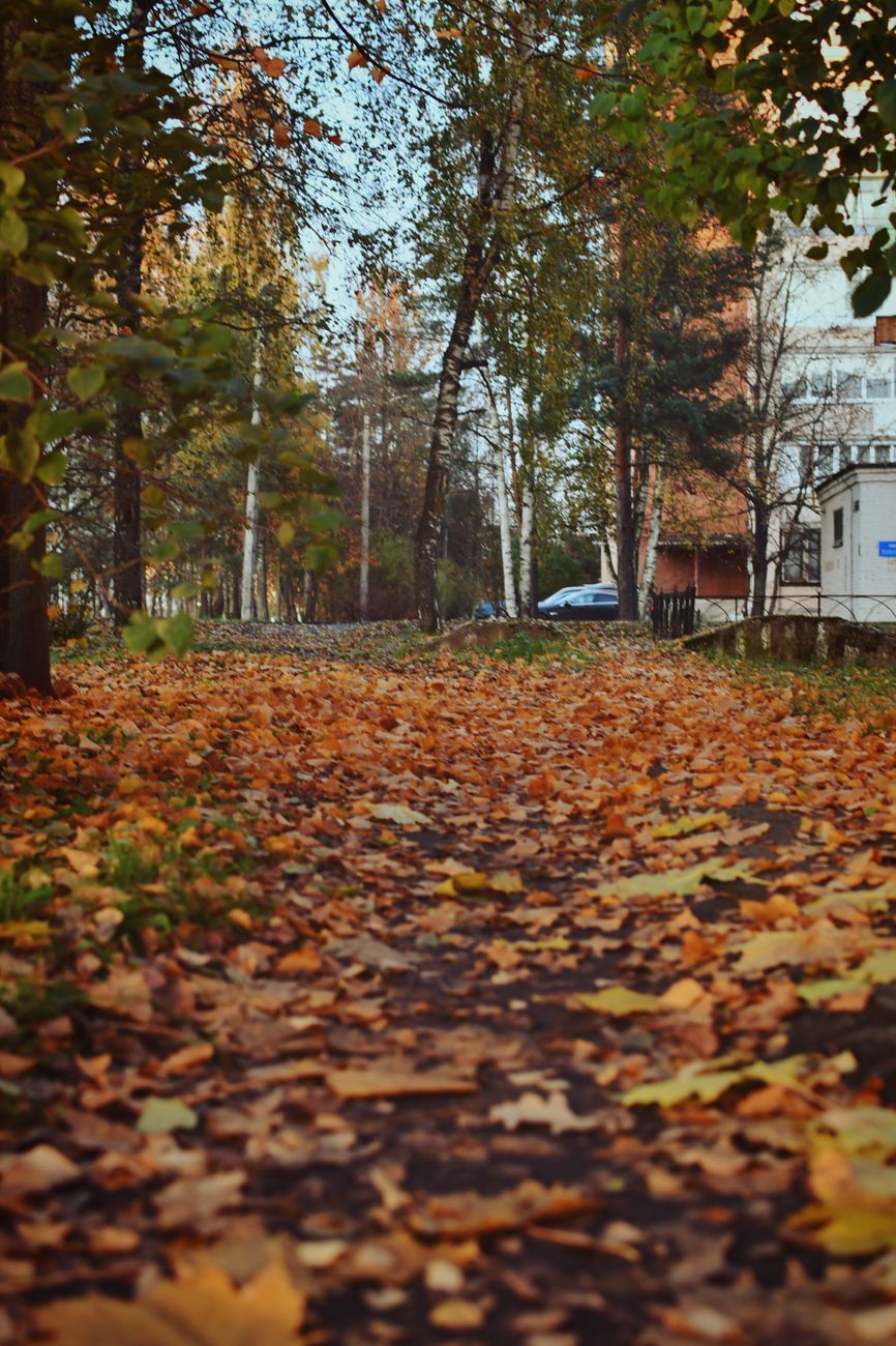 Scenic outdoor pathway covered in vibrant autumn leaves in a park setting.