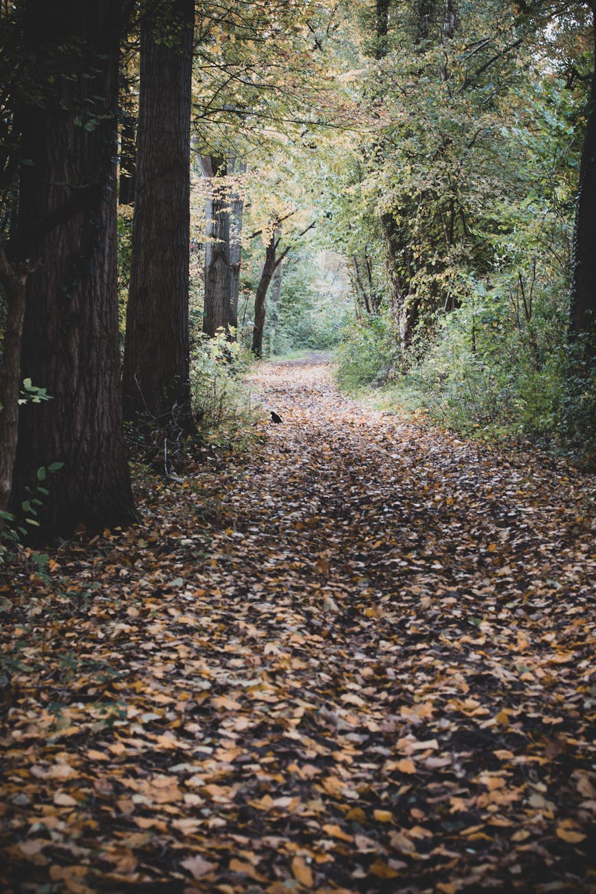 Serene autumn forest trail covered in leaves in Rotterdam. Perfect for nature themes.