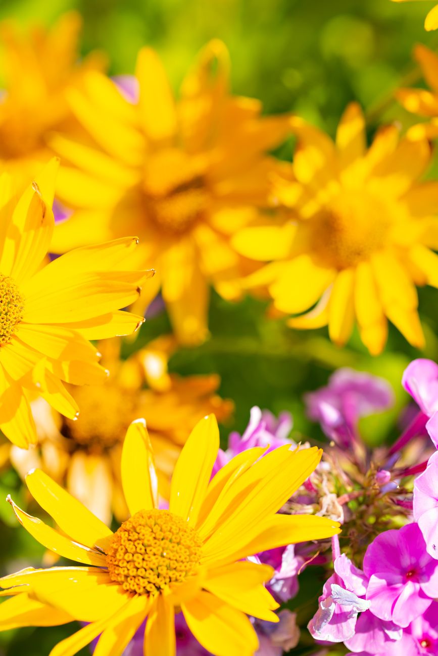 Bright yellow and purple flowers in a sunny outdoor setting.