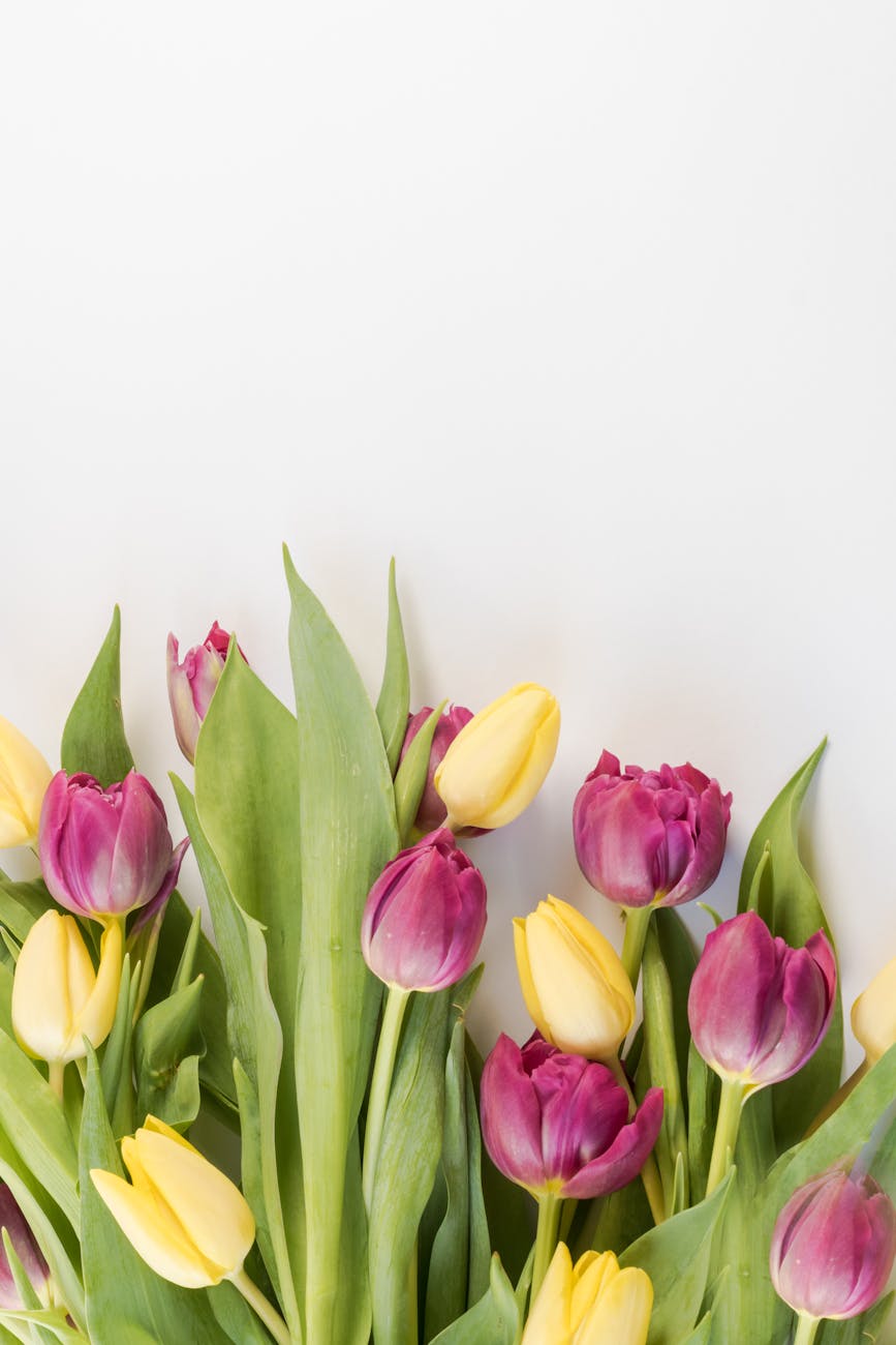 Bright pink and yellow tulips creating a vivid spring floral arrangement on a neutral background.