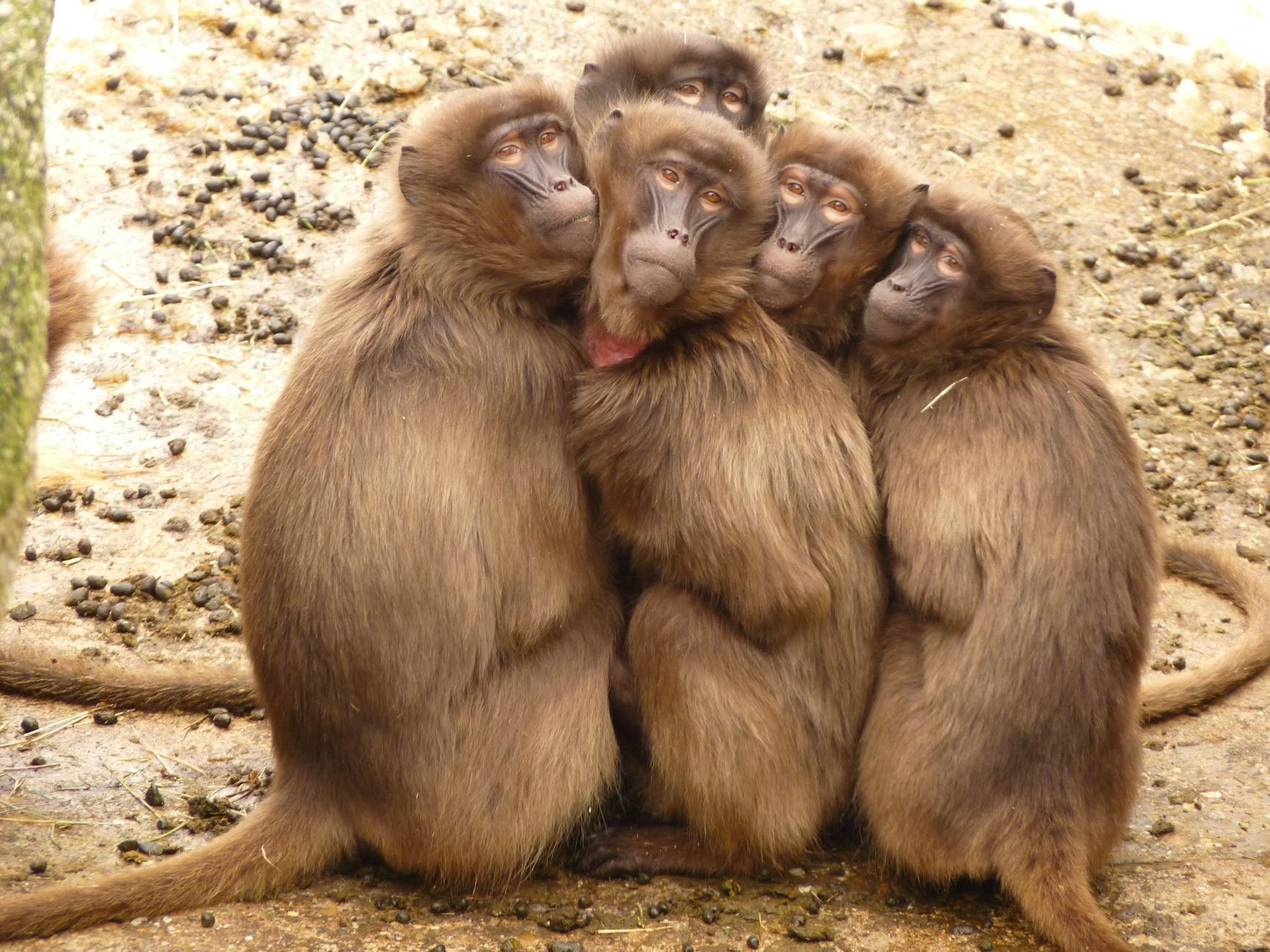A group of Gelada monkeys huddled closely together showcasing social bonding.