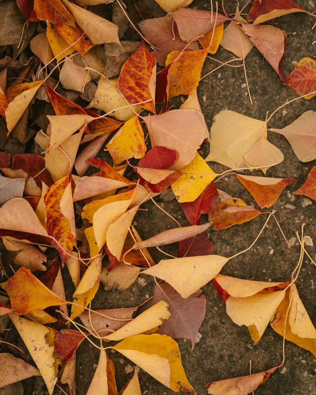 A vibrant mix of fallen autumn leaves on a concrete surface in Houston, Texas.