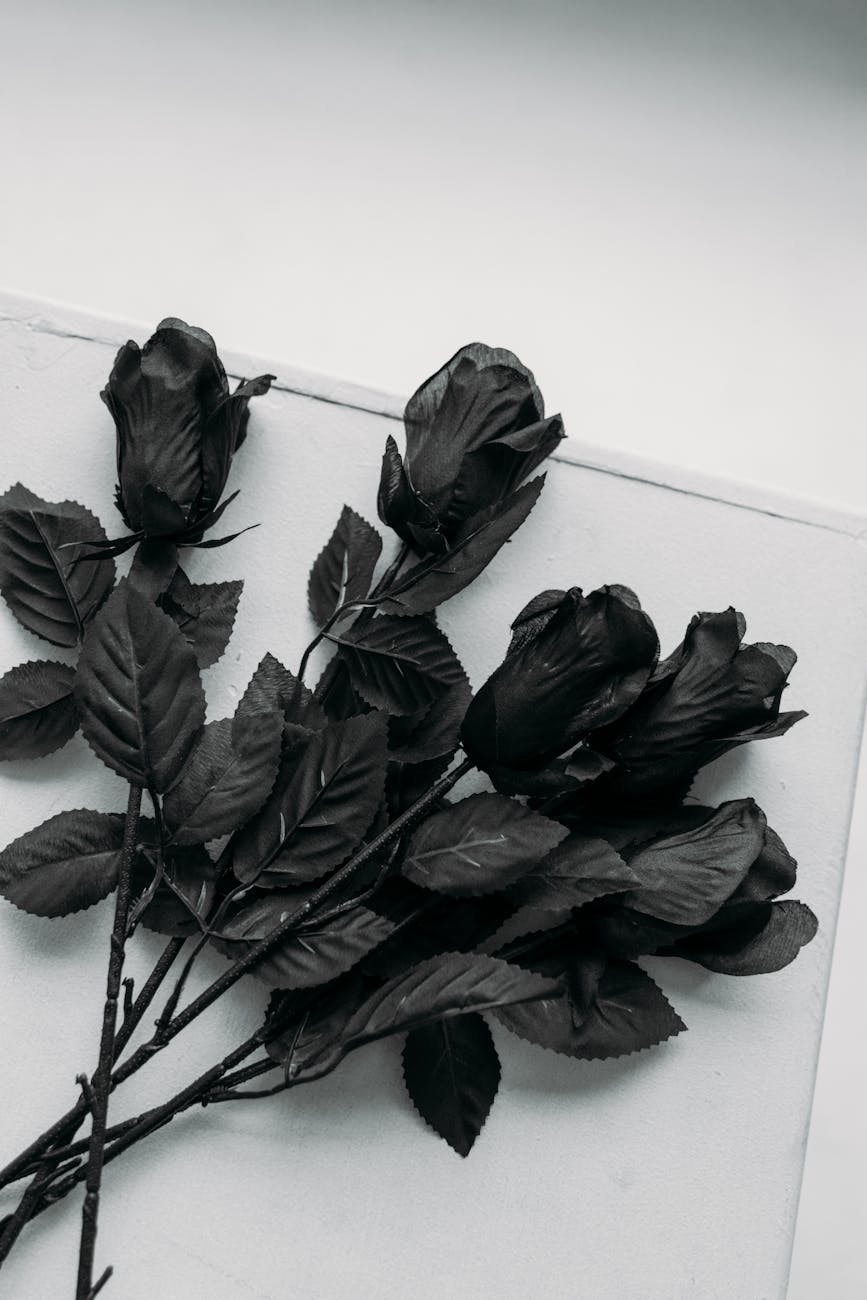 Artistic black roses on a white surface, creating a minimalistic and striking still life.