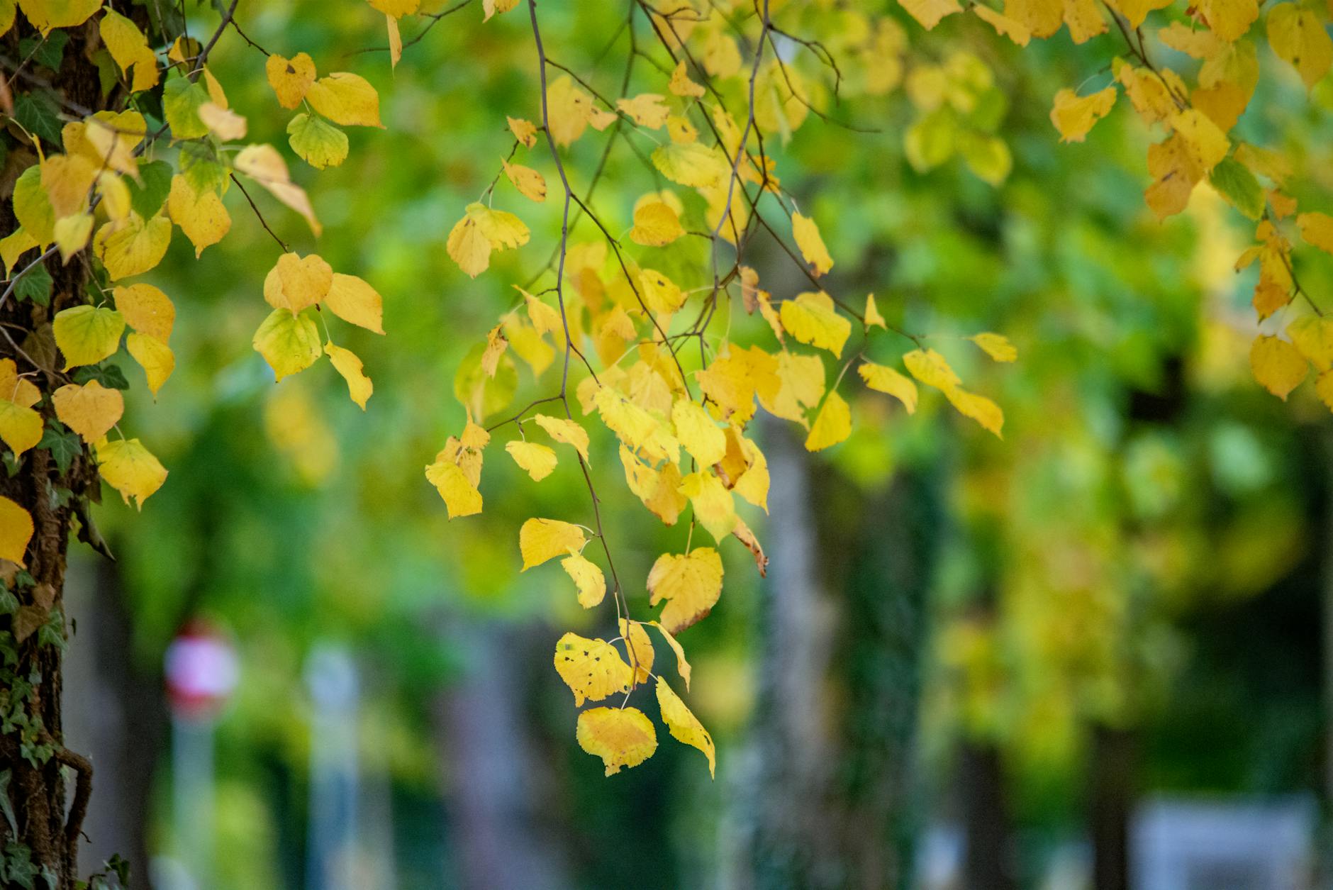 Captivating golden leaves hanging tenderly in an autumn setting in Ingolstadt, Germany.