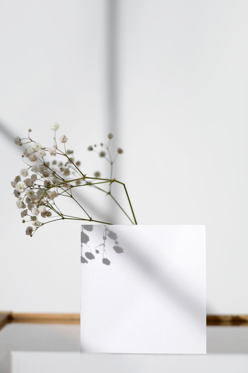 A minimalist photo featuring white flowers casting soft shadows on a plain background.