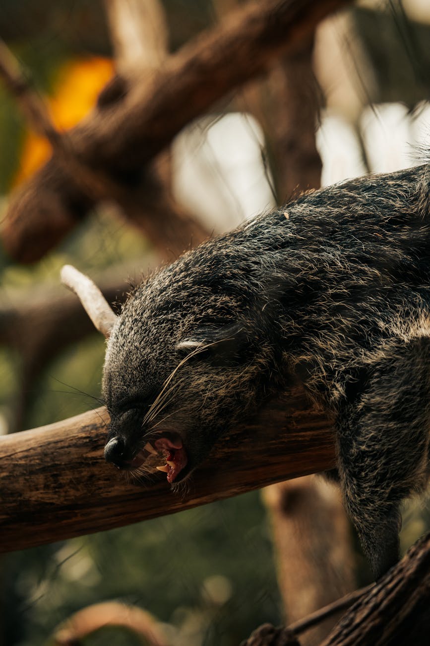 Close-up of a binturong resting on a tree branch with jungle background.