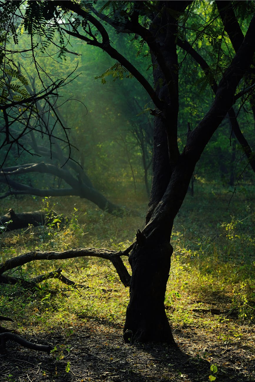 Sunlight filtering through leaves illuminates a tranquil forest scene with lush greenery.