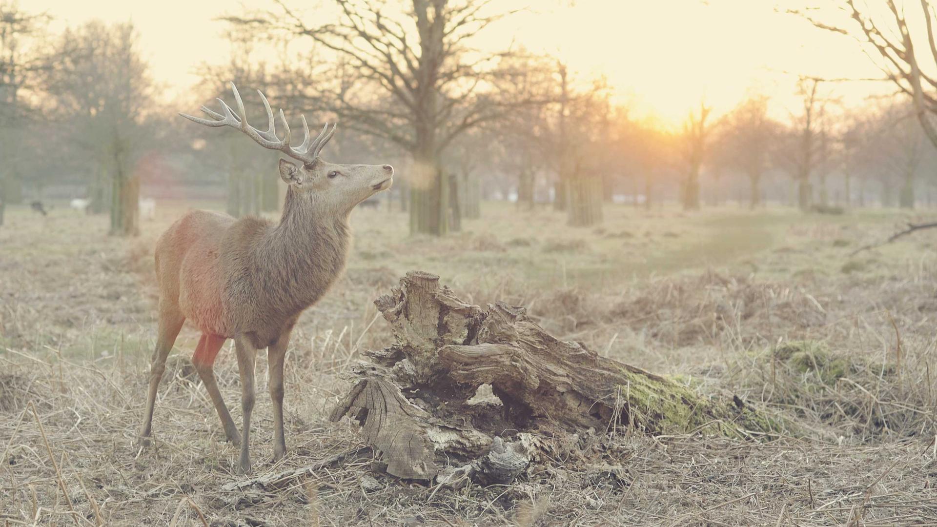 Random image from Lorem Picsum