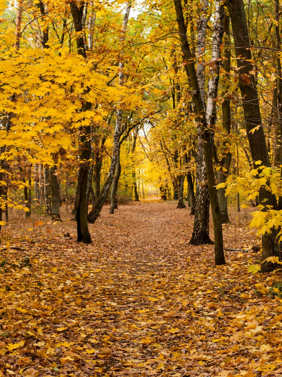 Autumn forest scene with yellow leaves and a serene footpath leading through the woods.