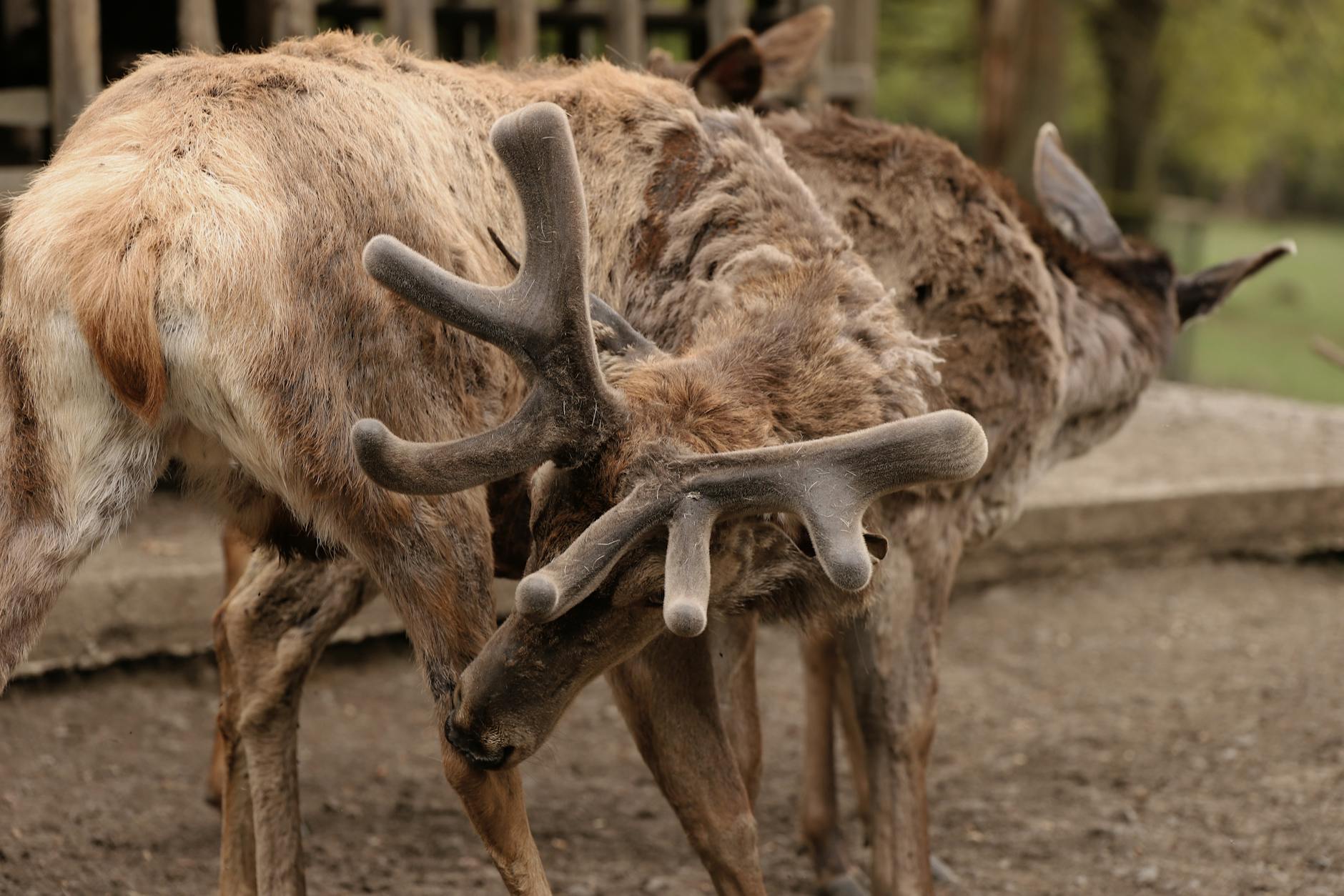 Detailed view of red deer with fuzzy antlers in a natural setting, showcasing wildlife beauty.