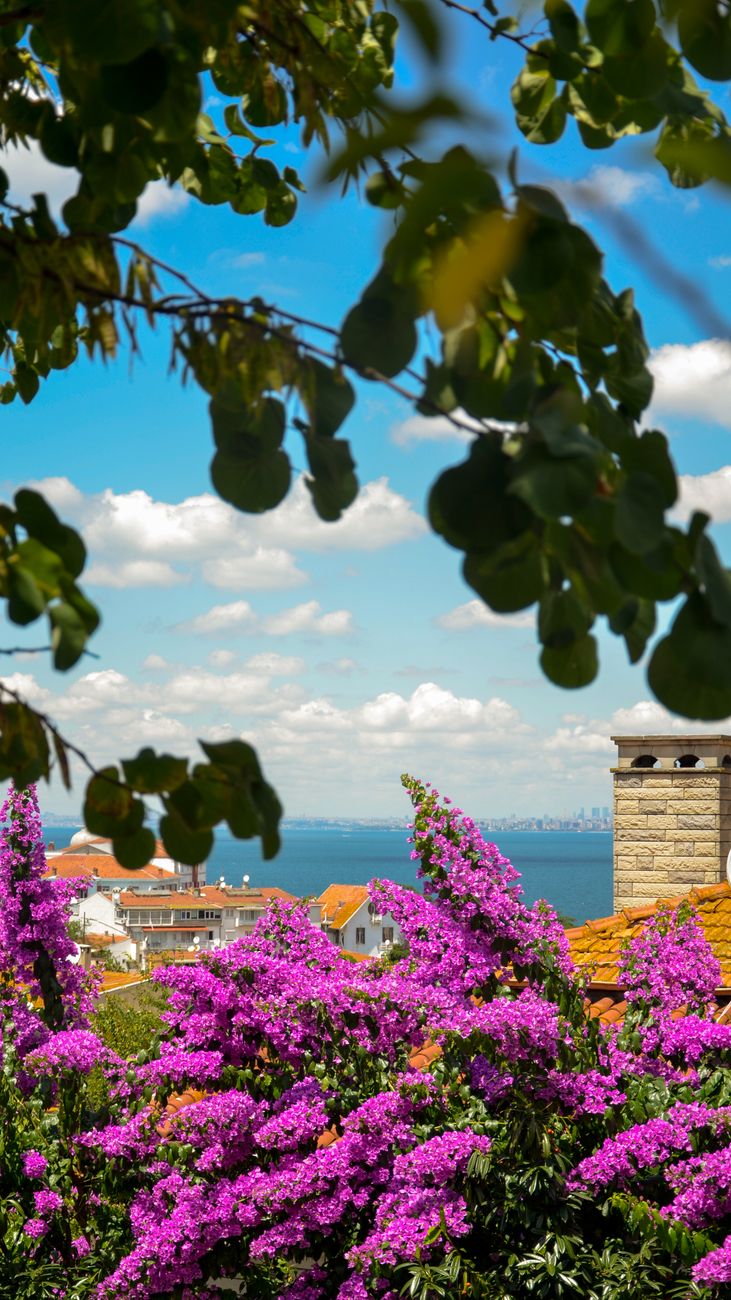 Bright bougainvillea framing a scenic view of Istanbul against the sea and sky.