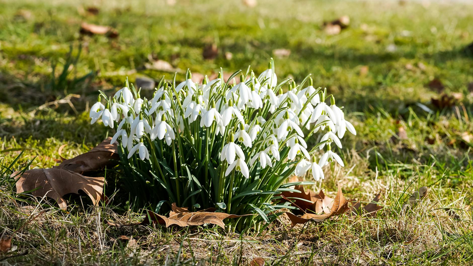 Cluster of snowdrops flowering on grass in Geesthacht, symbolizing the arrival of spring.