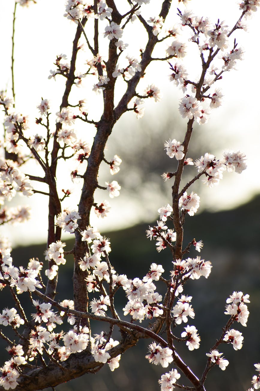 Elegant almond blossoms highlighted against spring sunlight, capturing the essence of renewal.