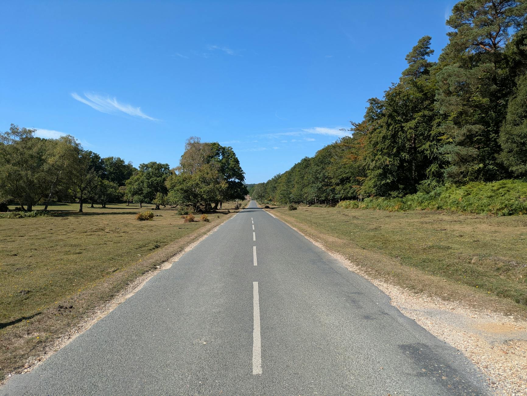 A long empty road stretches through a lush forest on a clear summer day.