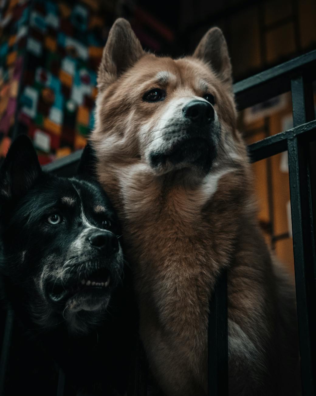 A close-up portrait of two dogs looking curiously through a fence.