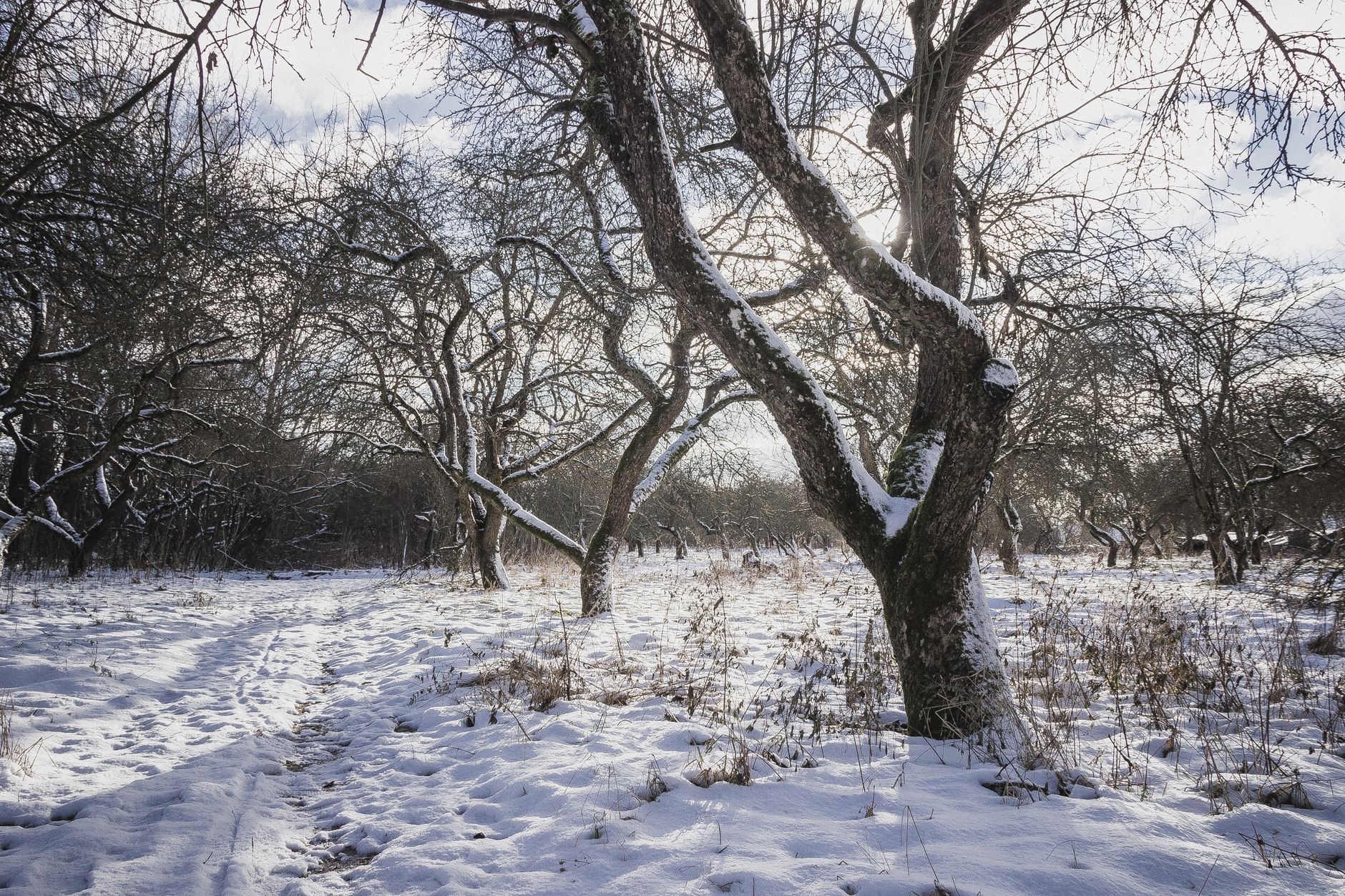 Serene winter landscape with snow-covered trees in a forest.