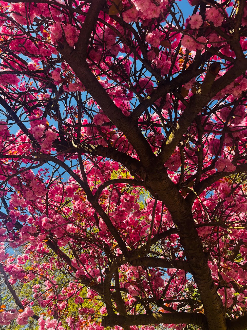 Upward view of cherry blossoms blooming in spring with clear blue sky.