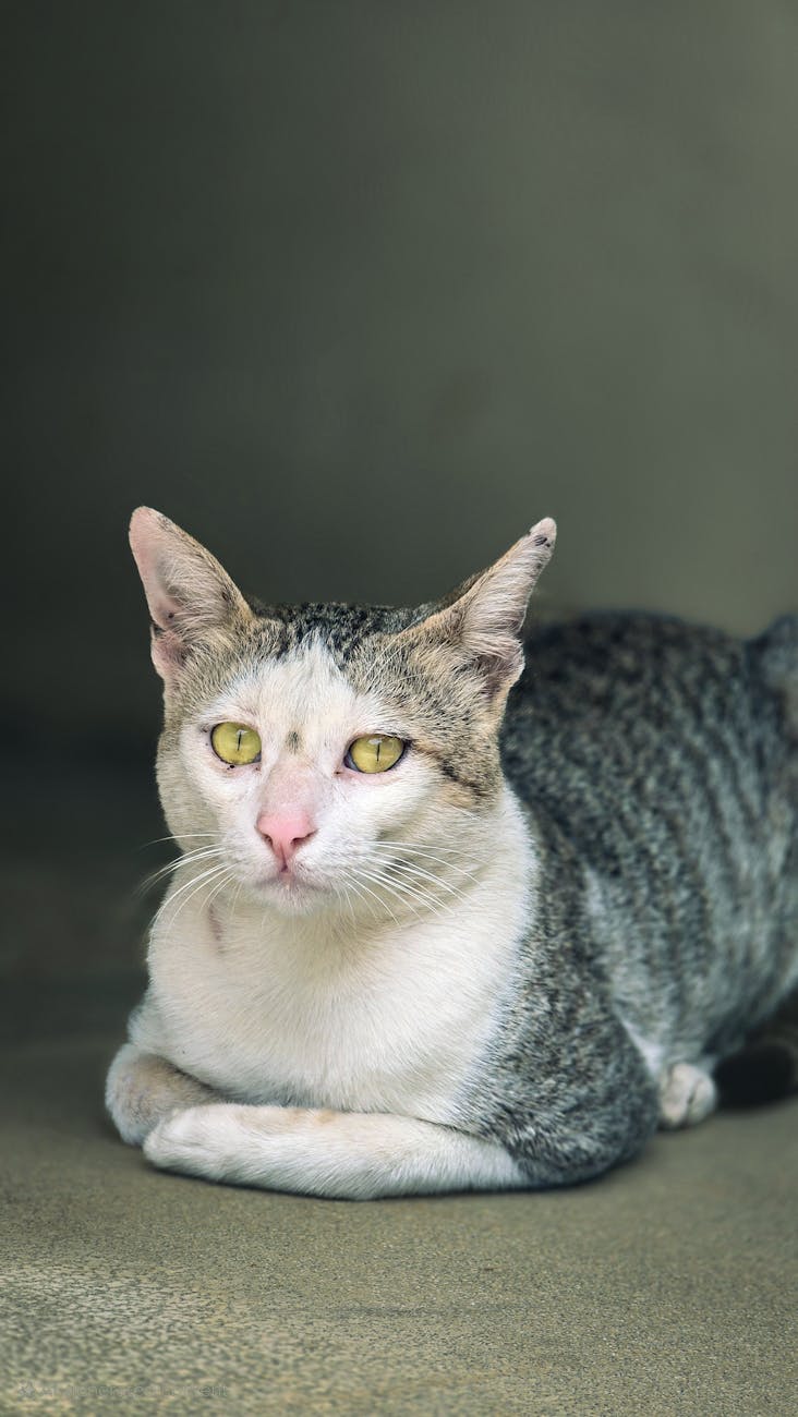 Portrait of a domestic cat with striking eyes resting indoors.
