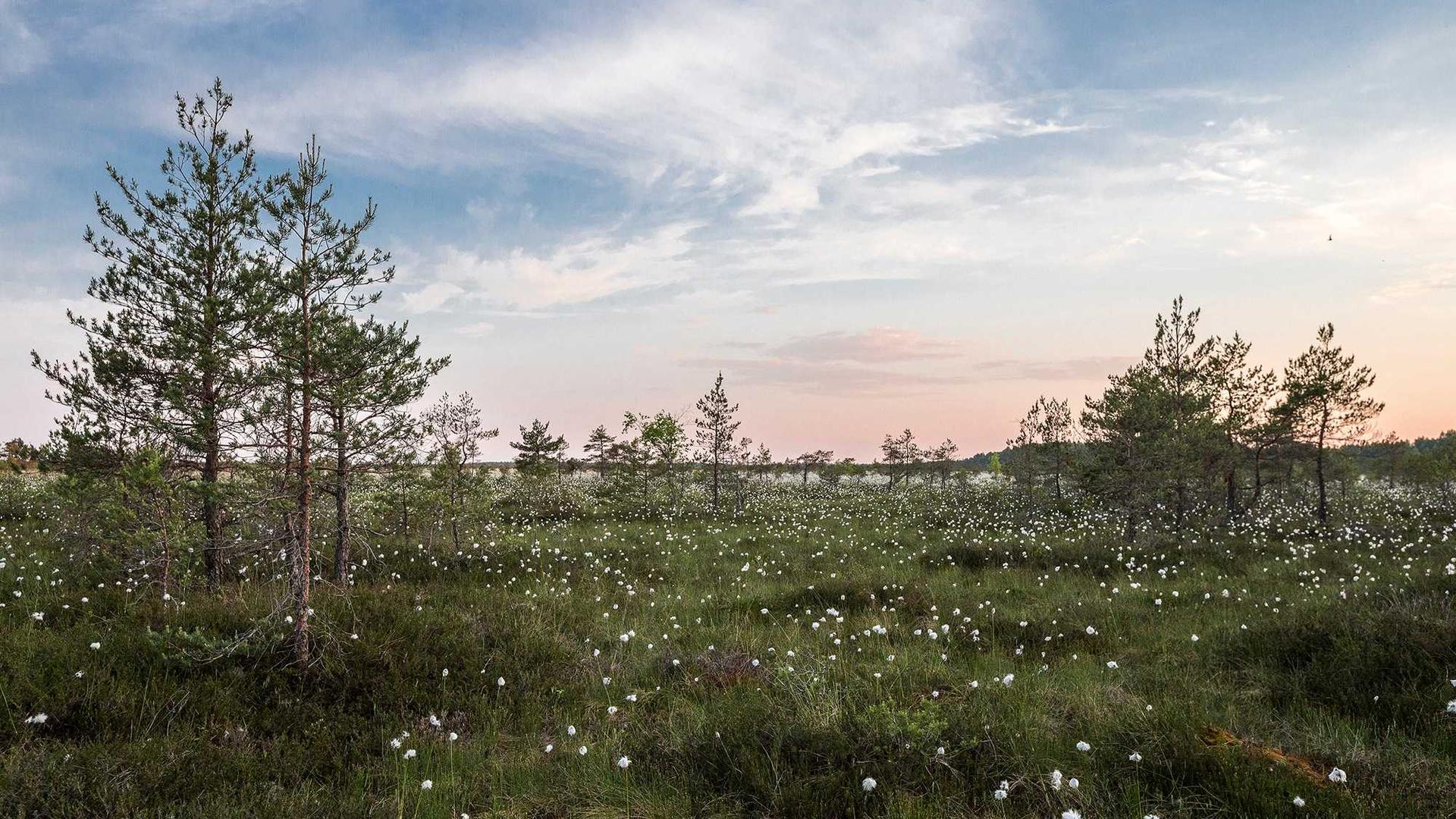 Random image from Lorem Picsum