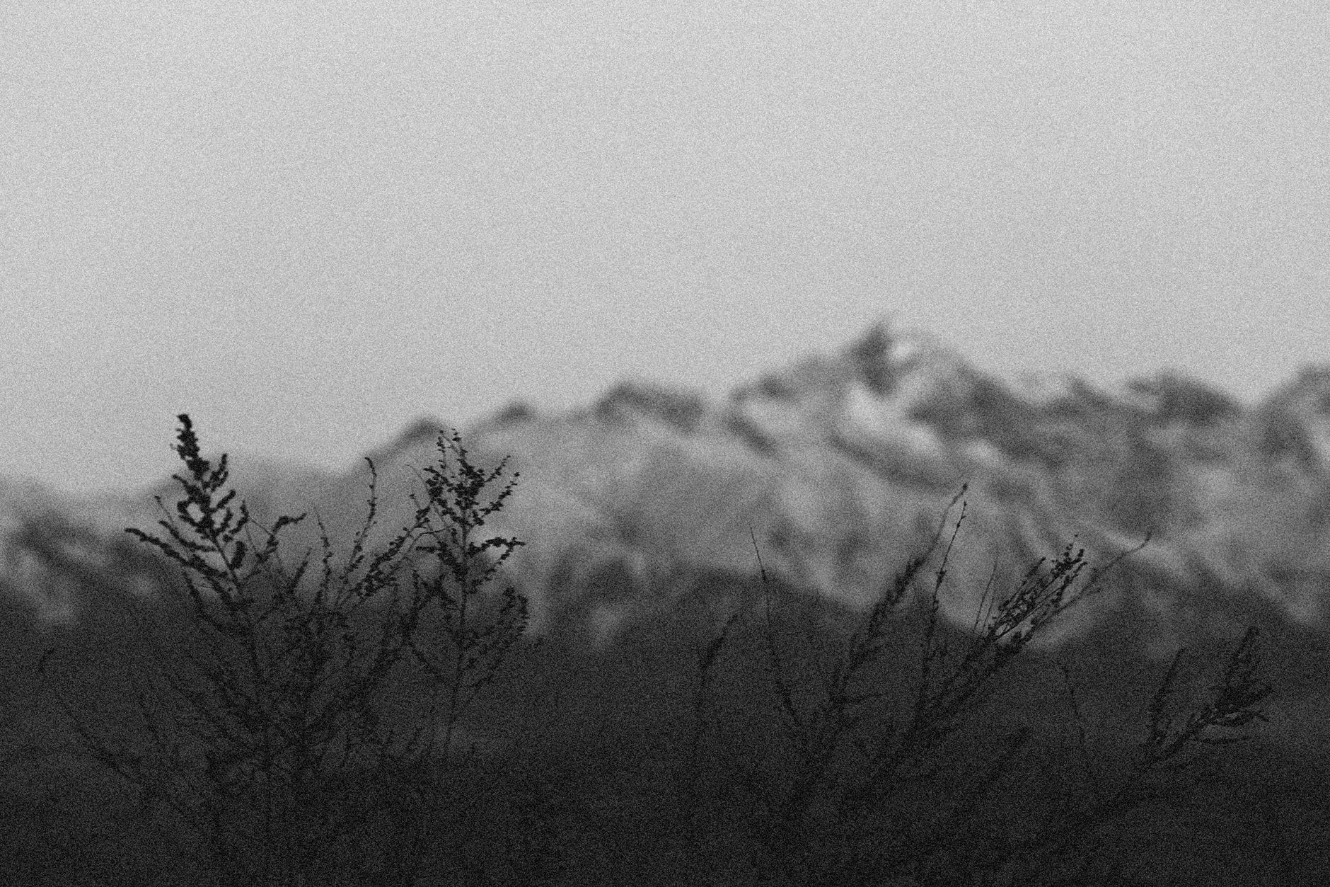 Black-and-white mountain landscape with foreground foliage, serene and timeless.