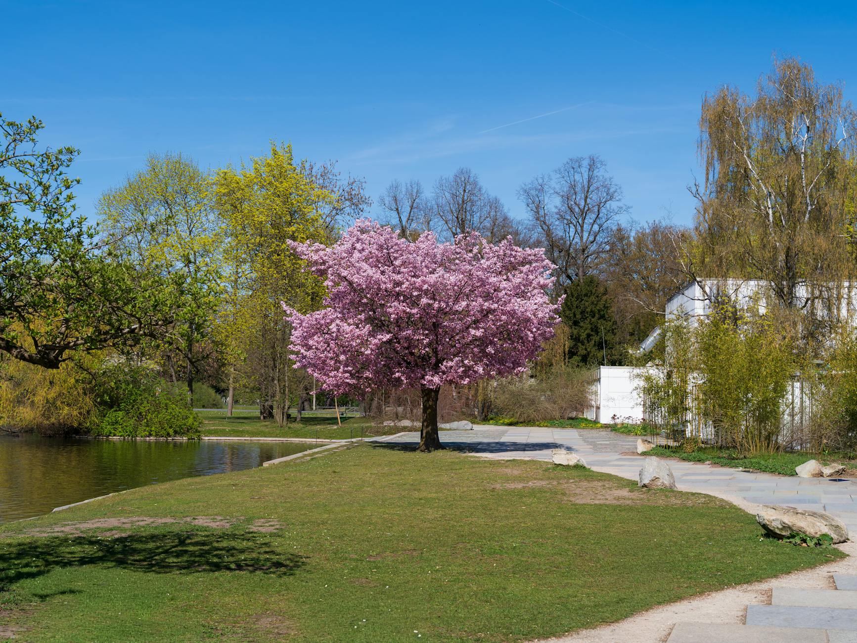 Cherry blossom tree in full bloom on a sunny spring day by a lakeside path.
