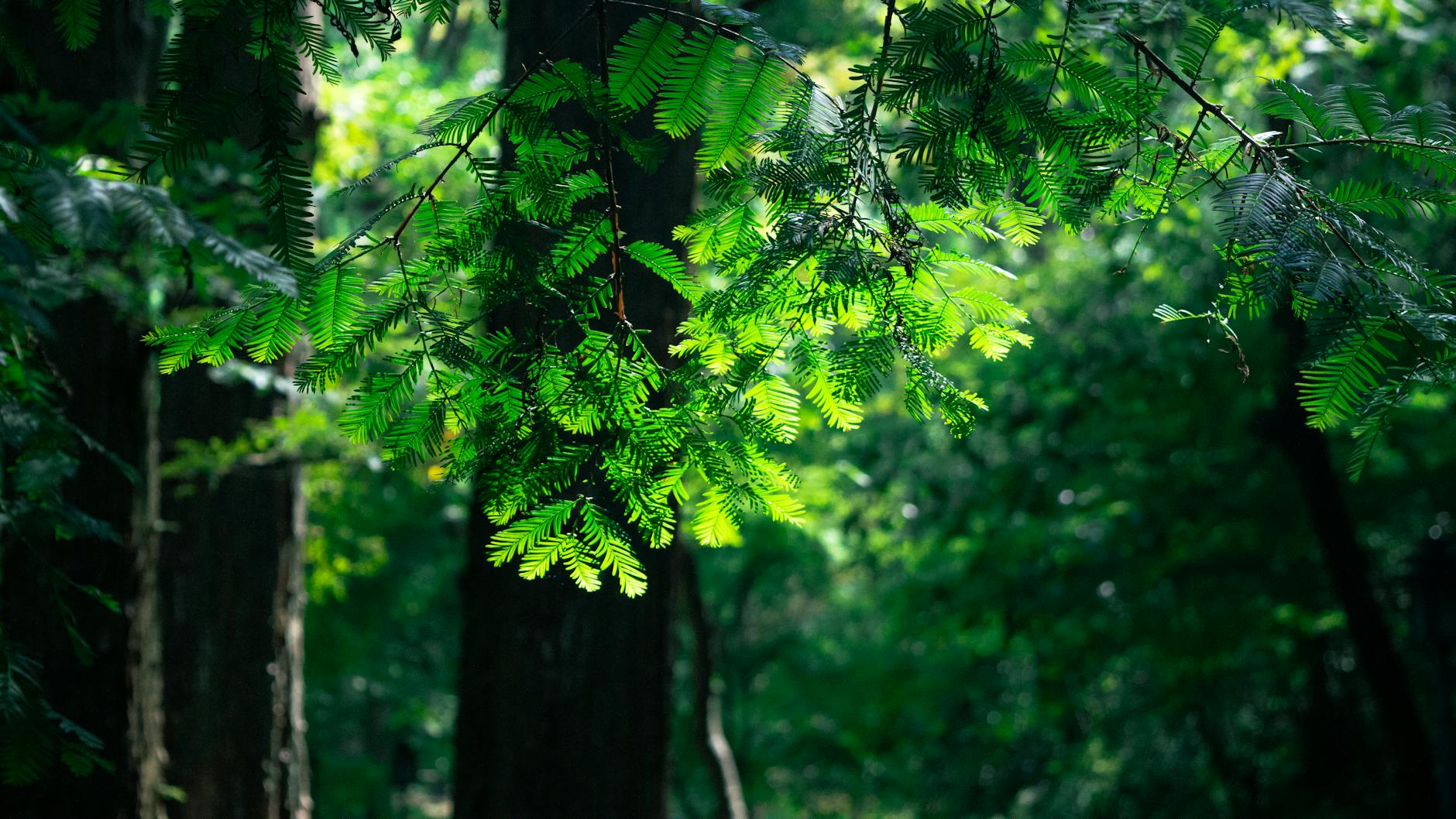 Vibrant green leaves illuminated by sunlight in a lush forest setting.