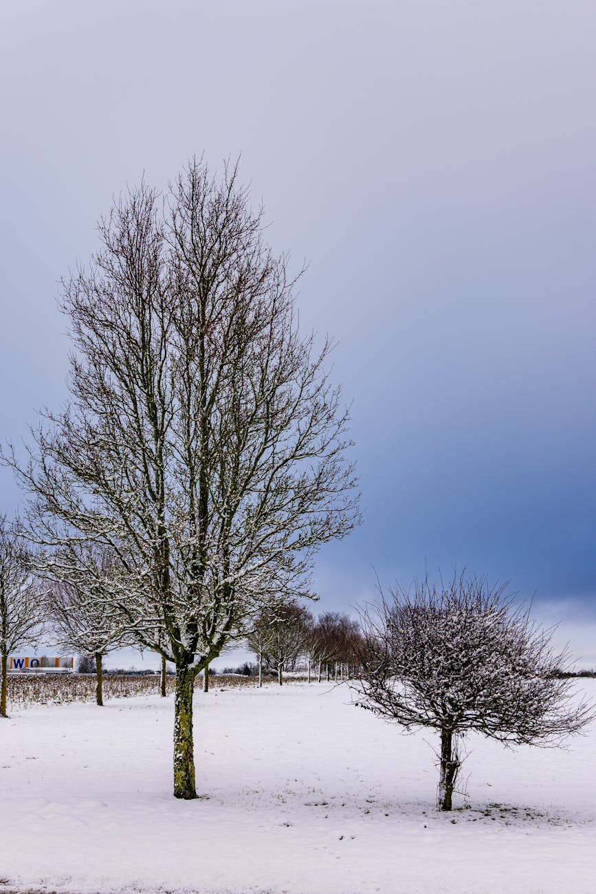 Serene winter scene of snow-covered trees under a cloudy sky, capturing the stillness of the season.