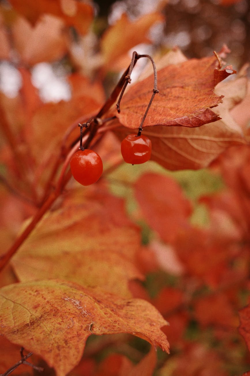 Close-up of vivid red autumn leaves with berries, capturing seasonal beauty.
