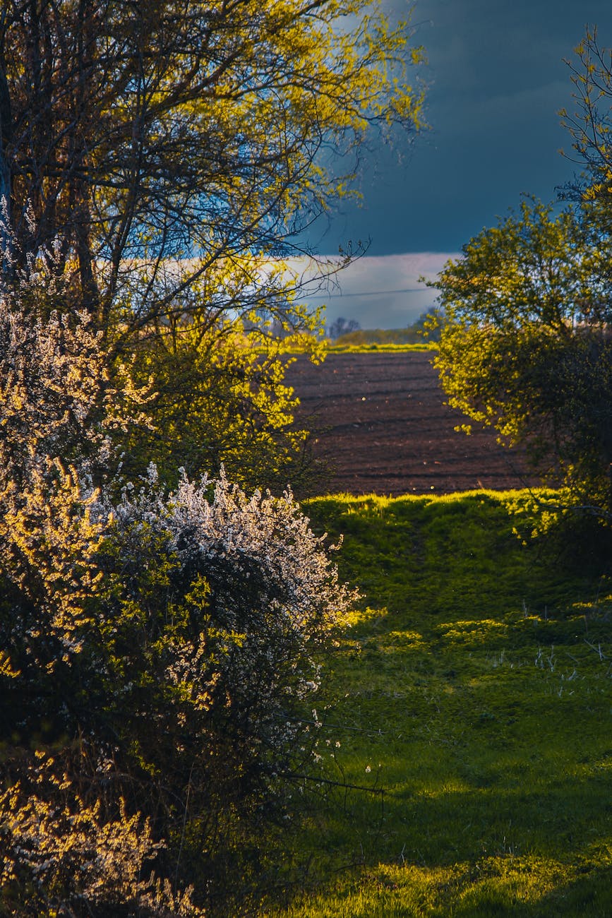 Peaceful view of trees and fields under cloudy skies, capturing the essence of rural tranquility.