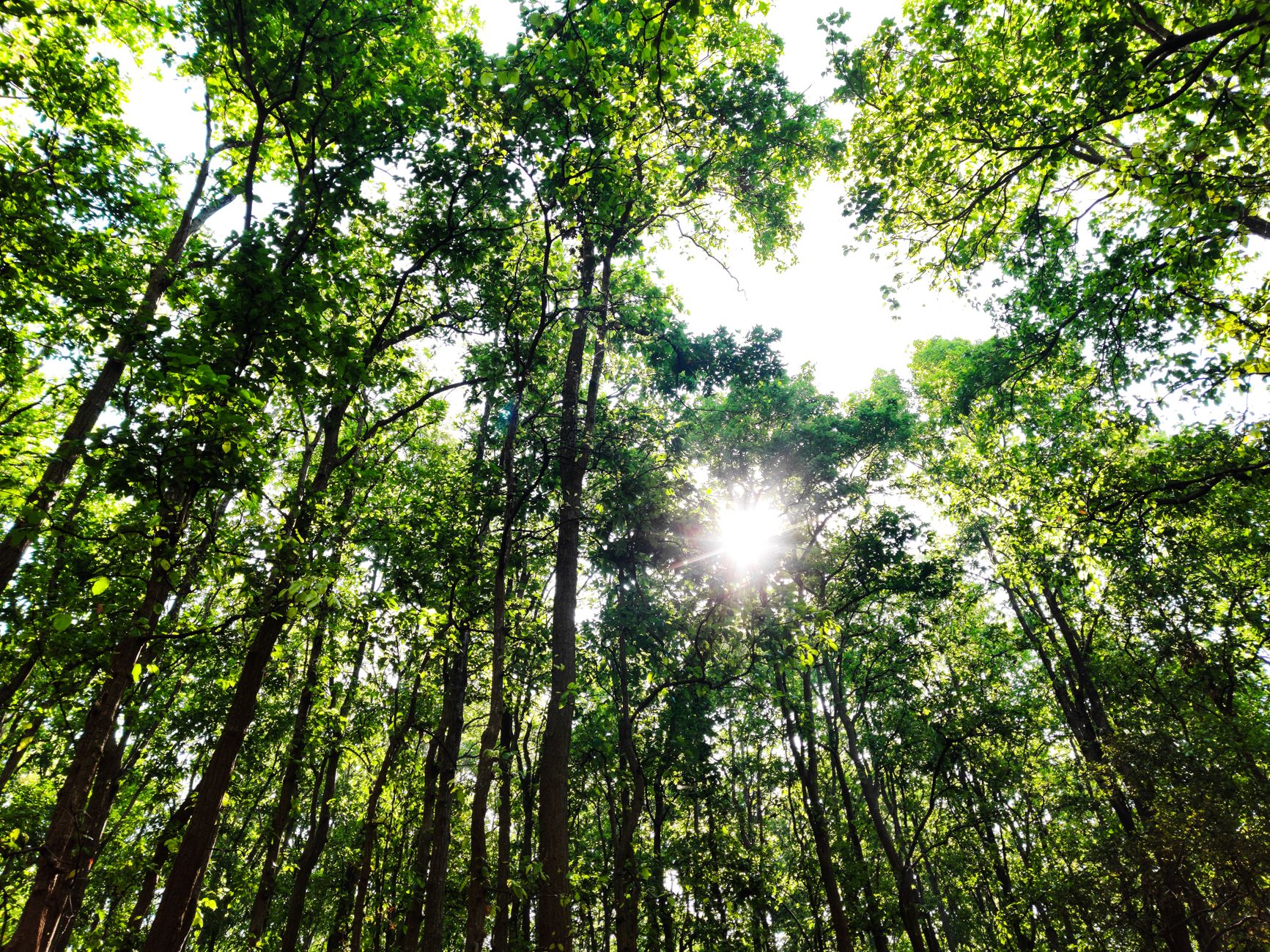 Sunlight filters through a dense green forest creating a serene and natural atmosphere.