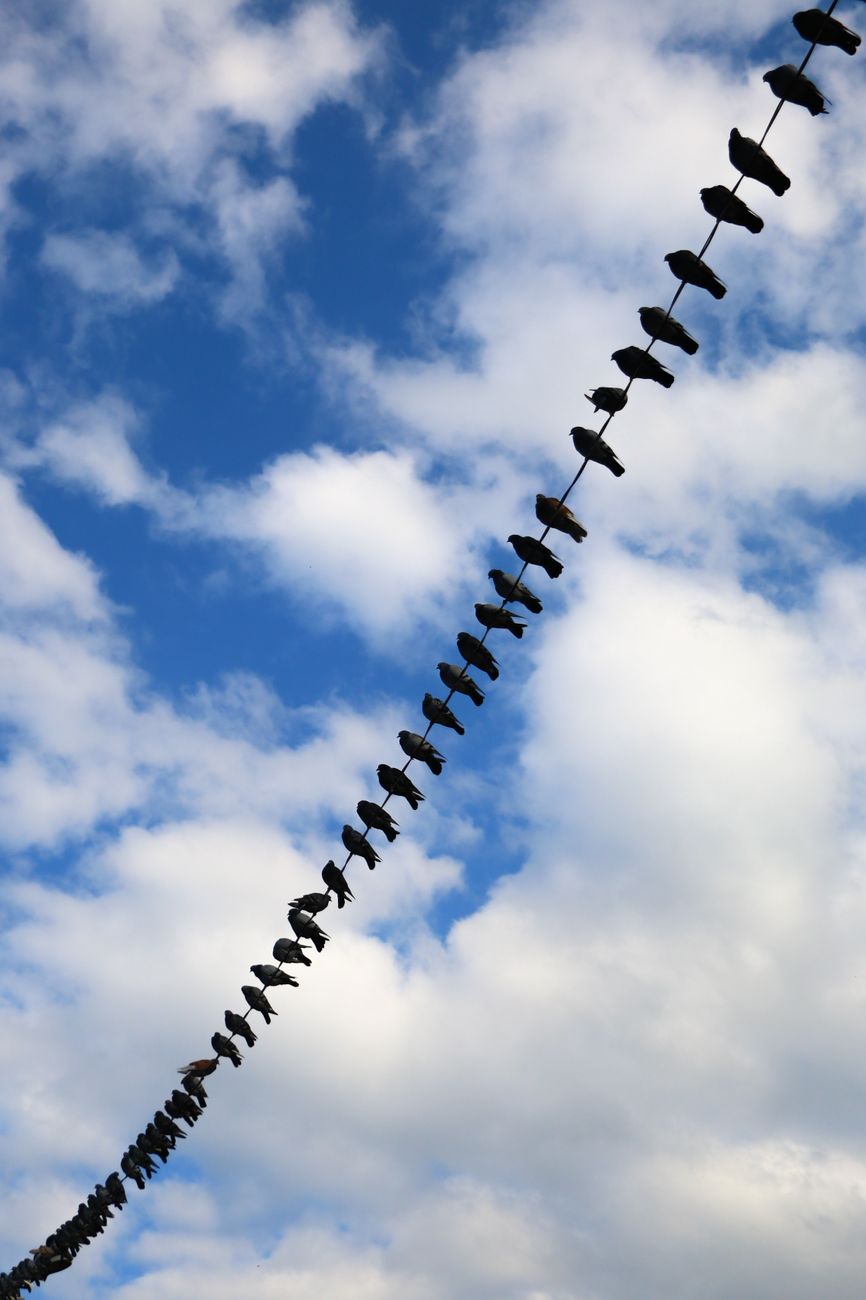 A group of birds perched on a wire with a vibrant blue sky and clouds in the background.