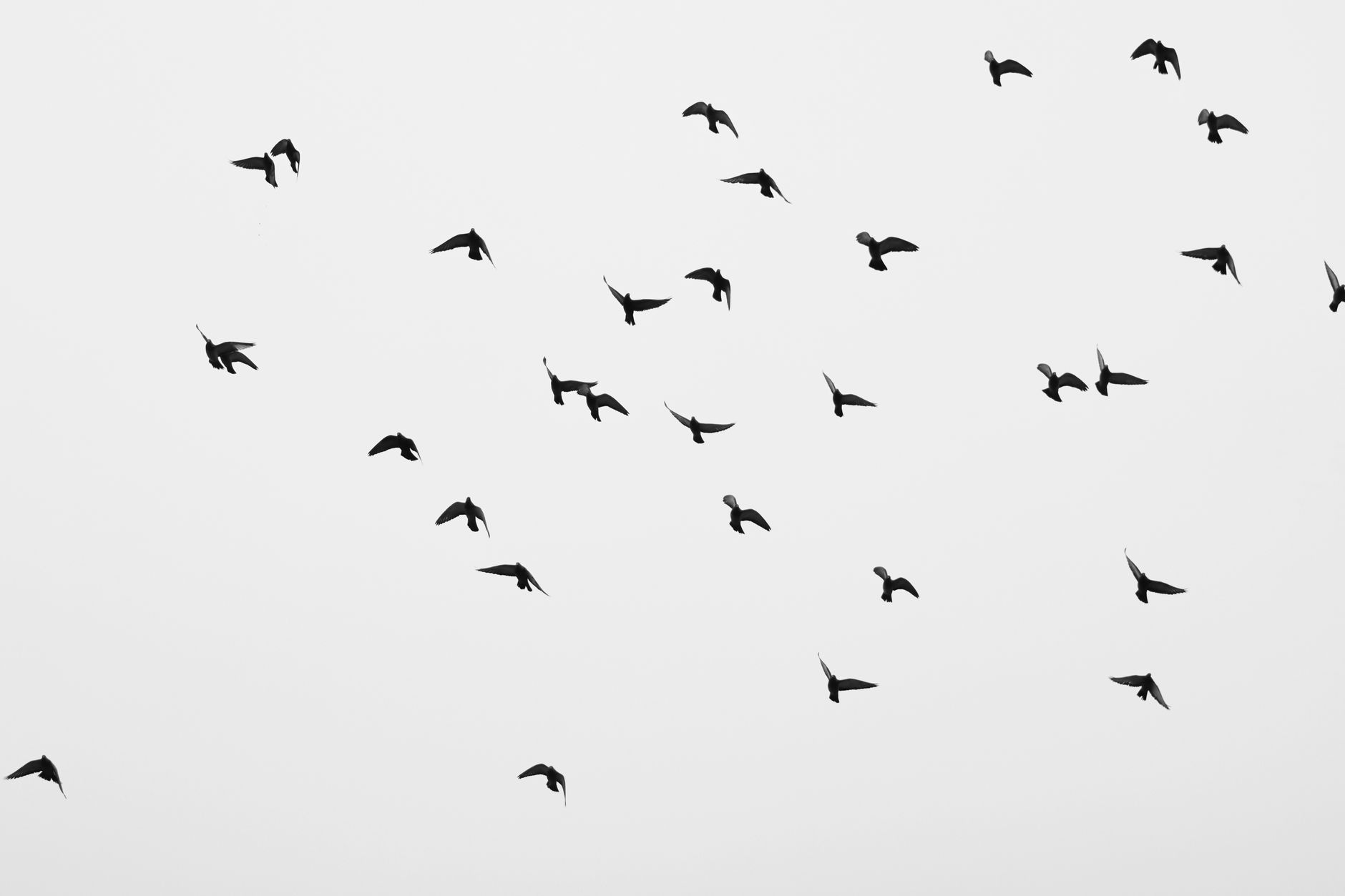 Monochrome image of a bird flock flying in Riga, Latvia, symbolizing freedom and migration.