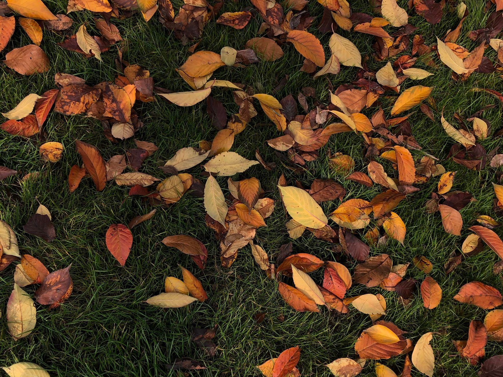 Close-up view of autumn leaves scattered on green grass, showcasing a warm fall palette.