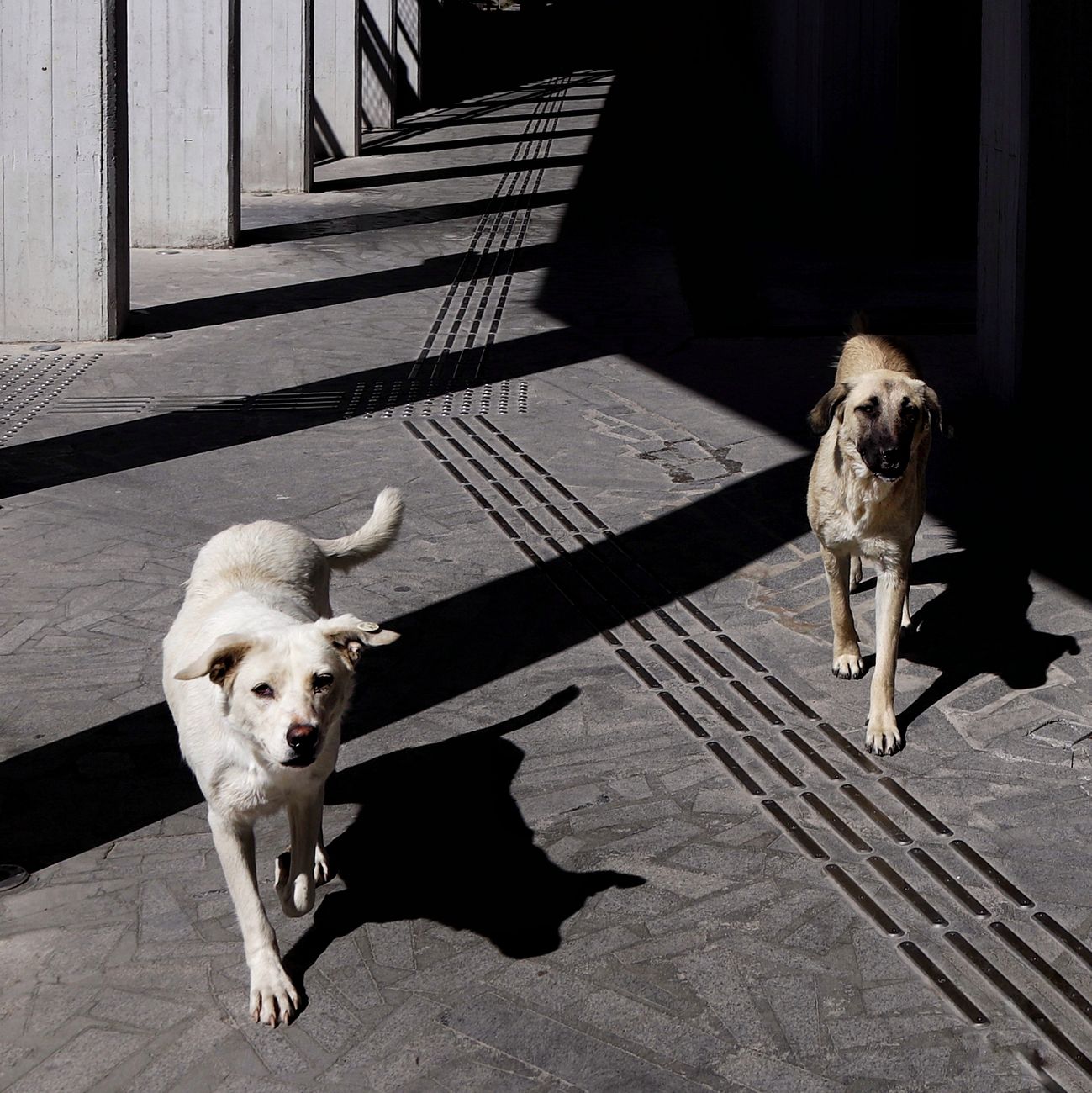 Two stray dogs walking on a sunlit urban pavement casting shadows on a sunny day.