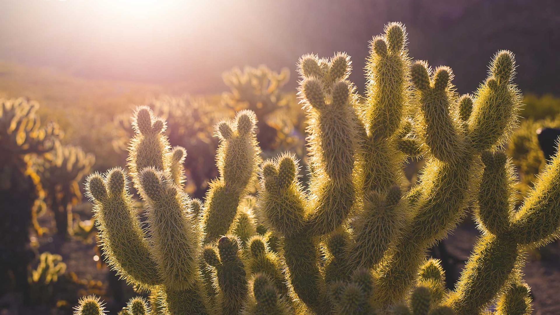 Random image from Lorem Picsum