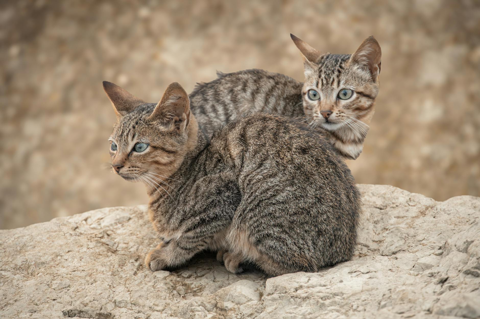 Two adorable tabby cats resting on rocks, showcasing natural beauty and expressive eyes. Perfect for animal lovers.