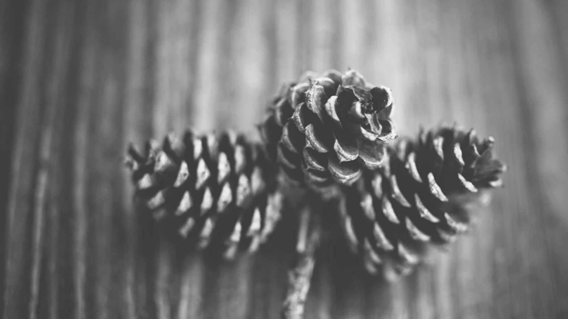 Random image from Lorem Picsum