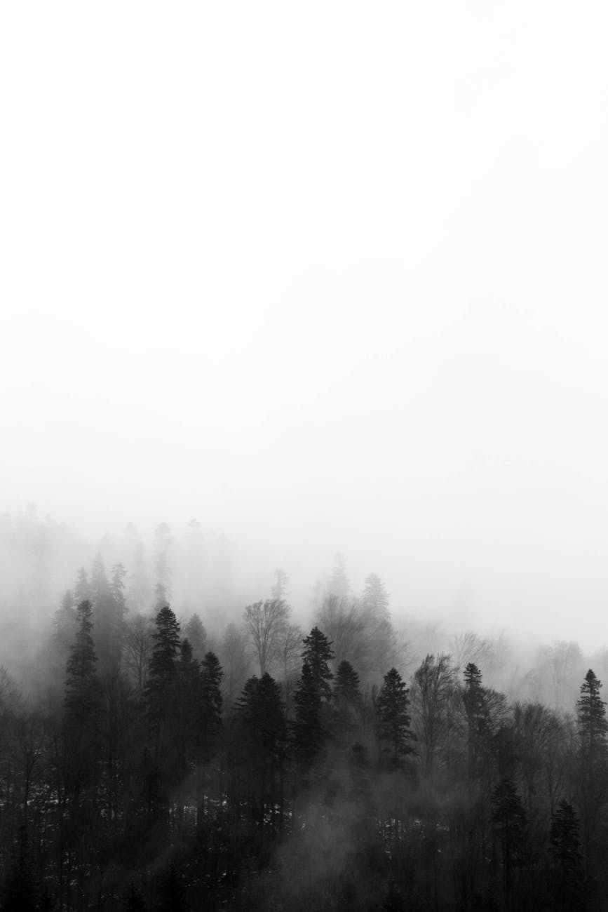 A captivating black and white view of a foggy forest in Bușteni, Romania.