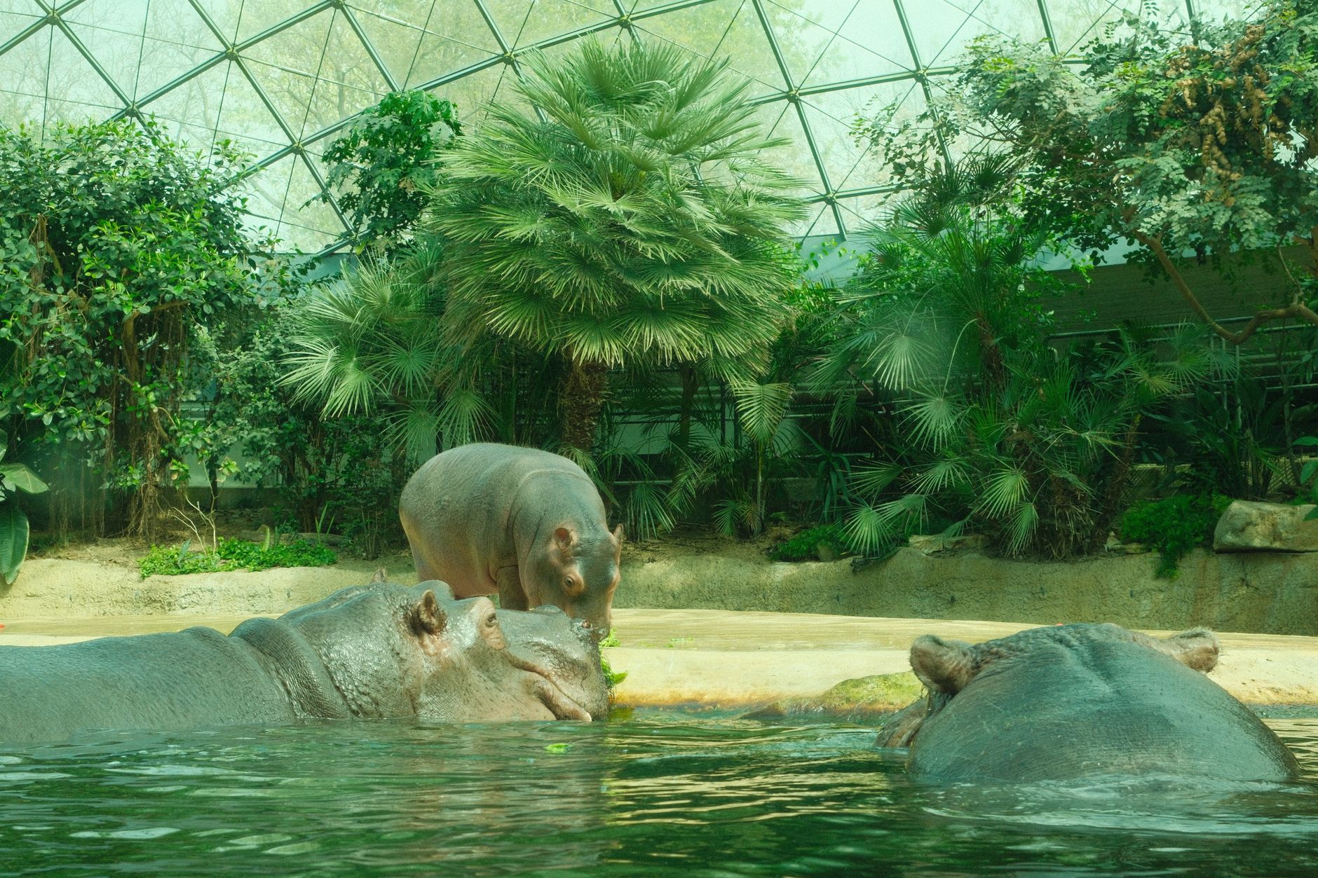 A group of hippopotamuses relaxing in their lush indoor habitat at Berlin Zoo.