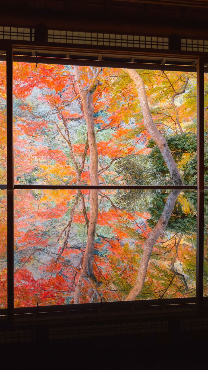 Vibrant autumn leaves reflect symmetrically in a window at a Japanese location.